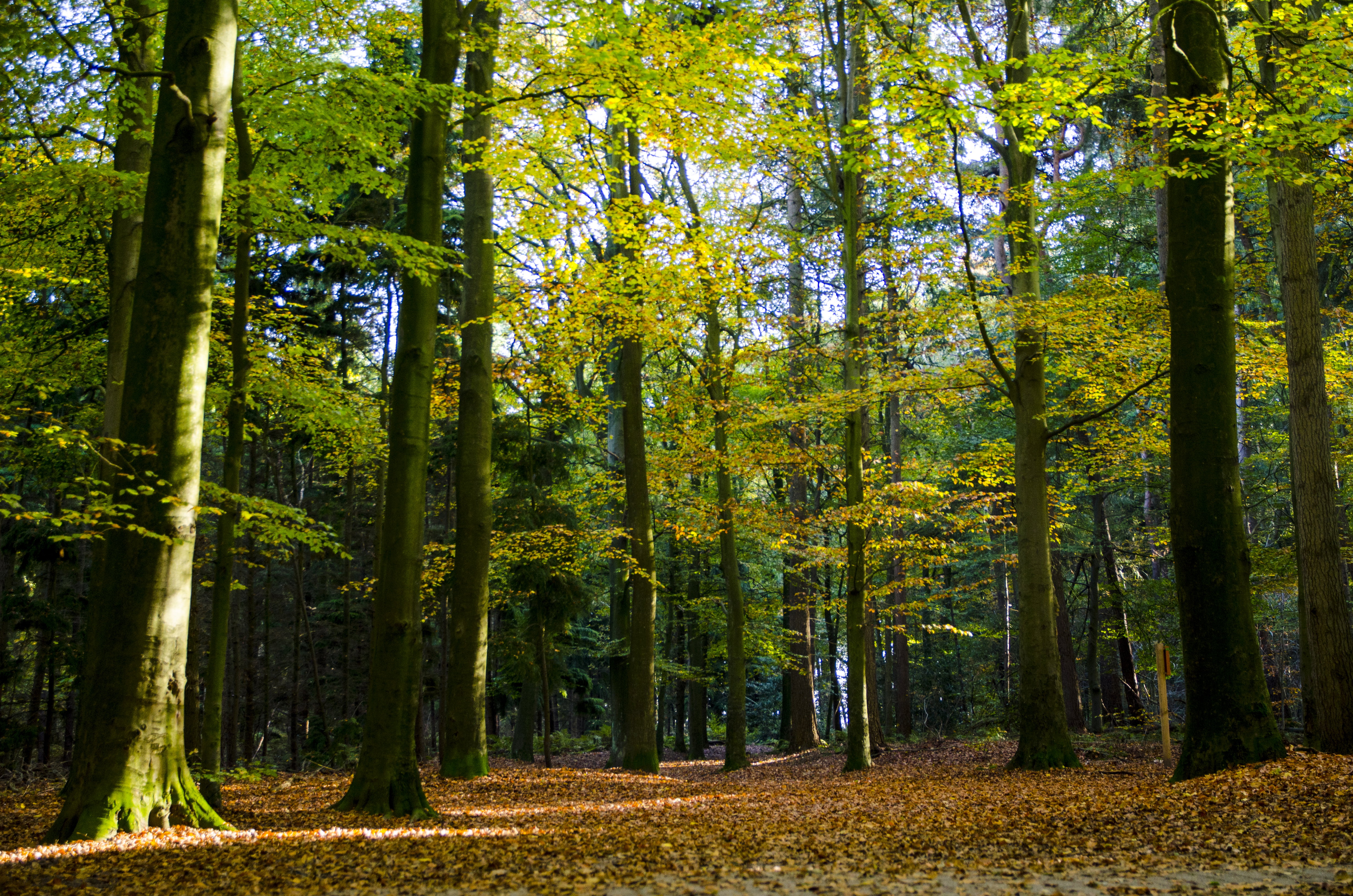 Naturhäuschen in Oudemirdum