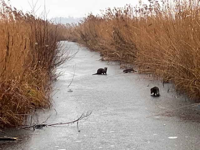 Naturhäuschen in Giethoorn