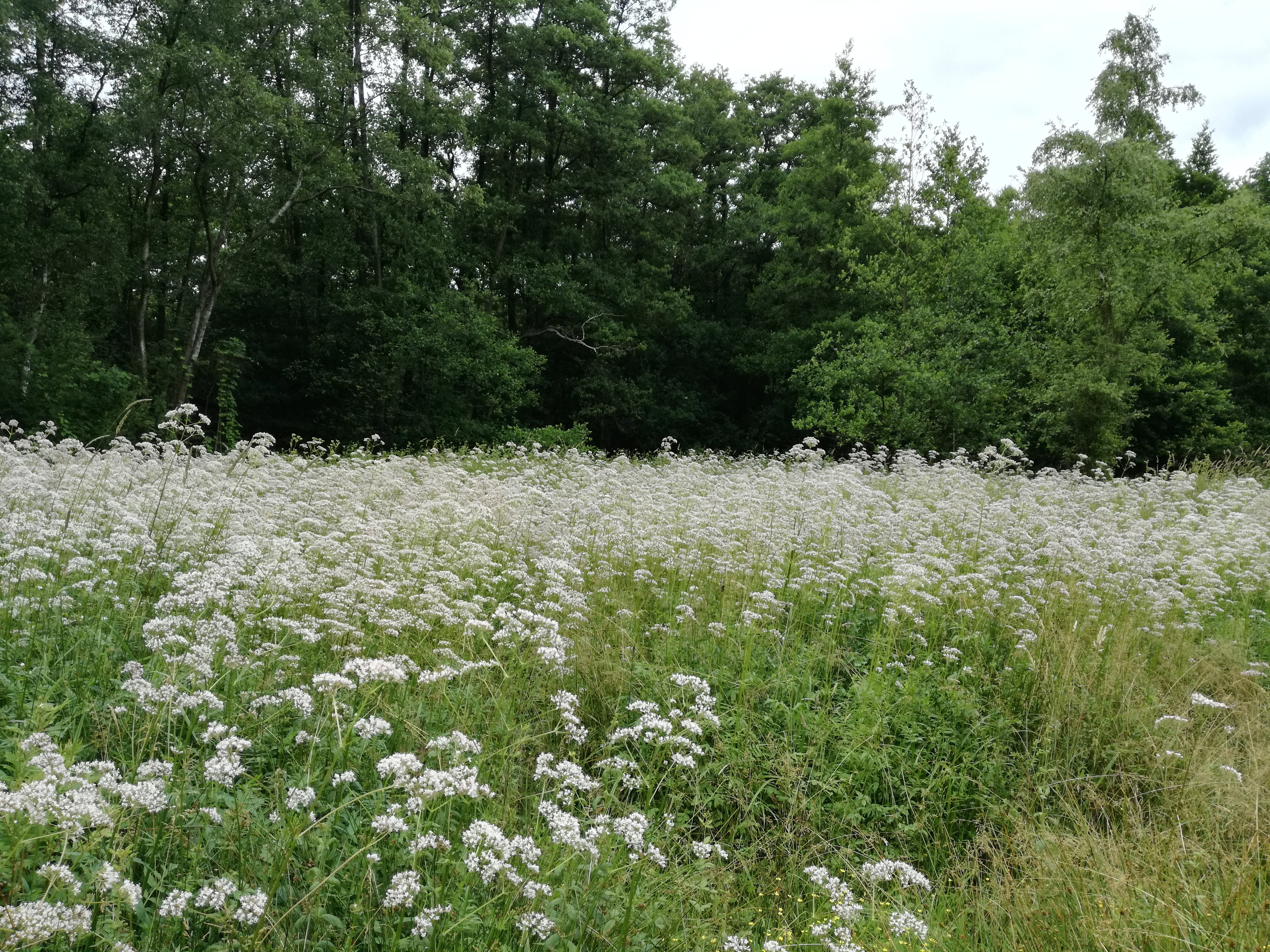 Natuurhuisje in Opoeteren
