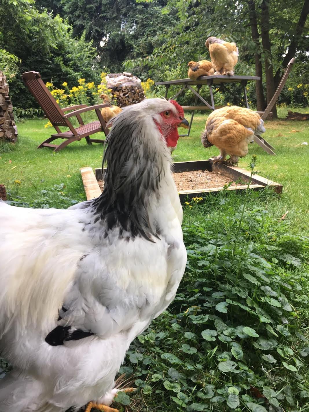 Naturhäuschen in Goch-Pfalzdorf