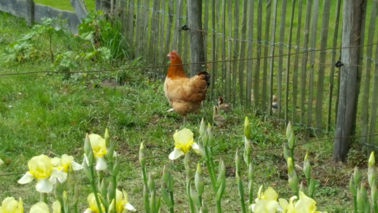 Maison nature à Westendorp