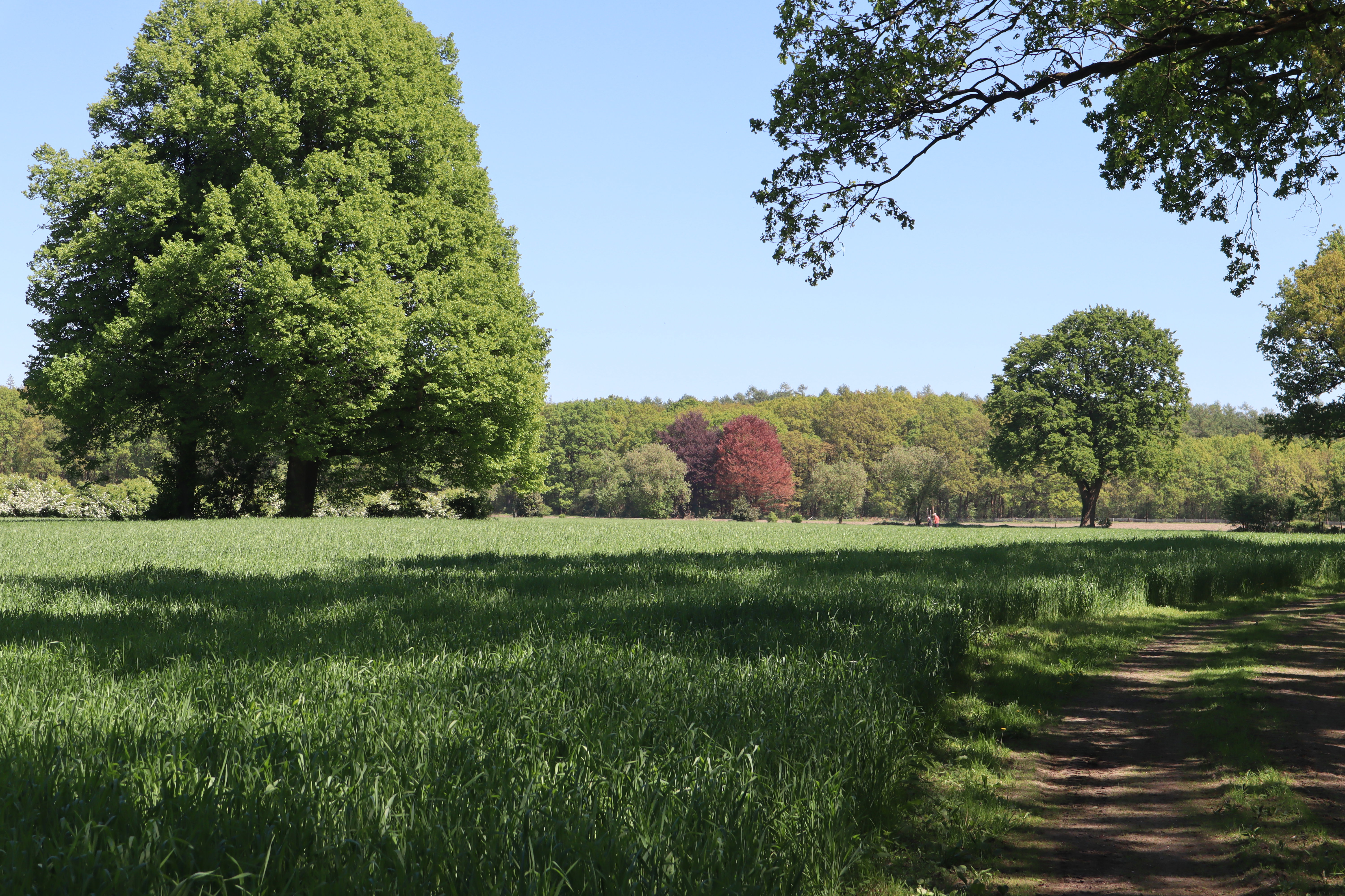 - image: 53