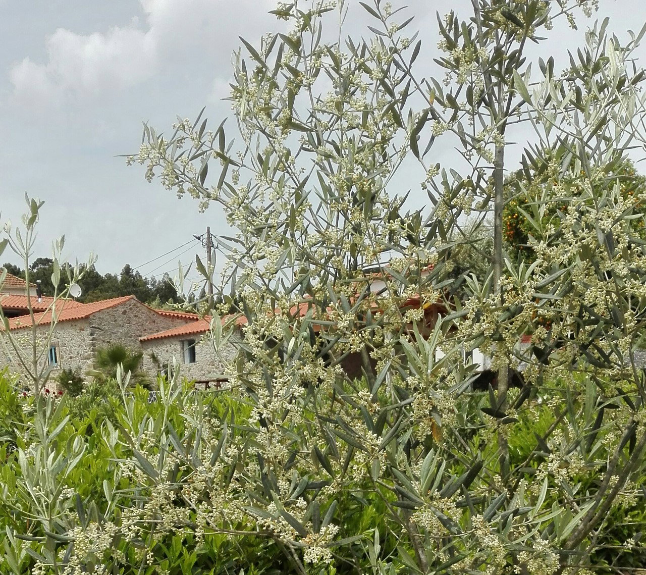 Maison nature à Vila Nova de Poiares