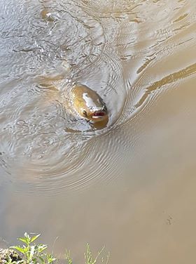 - image: 31
