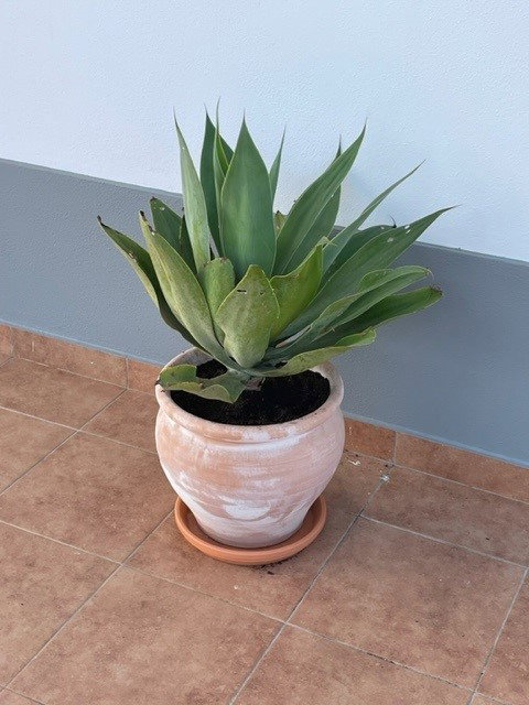 Naturhäuschen in Moncarapacho