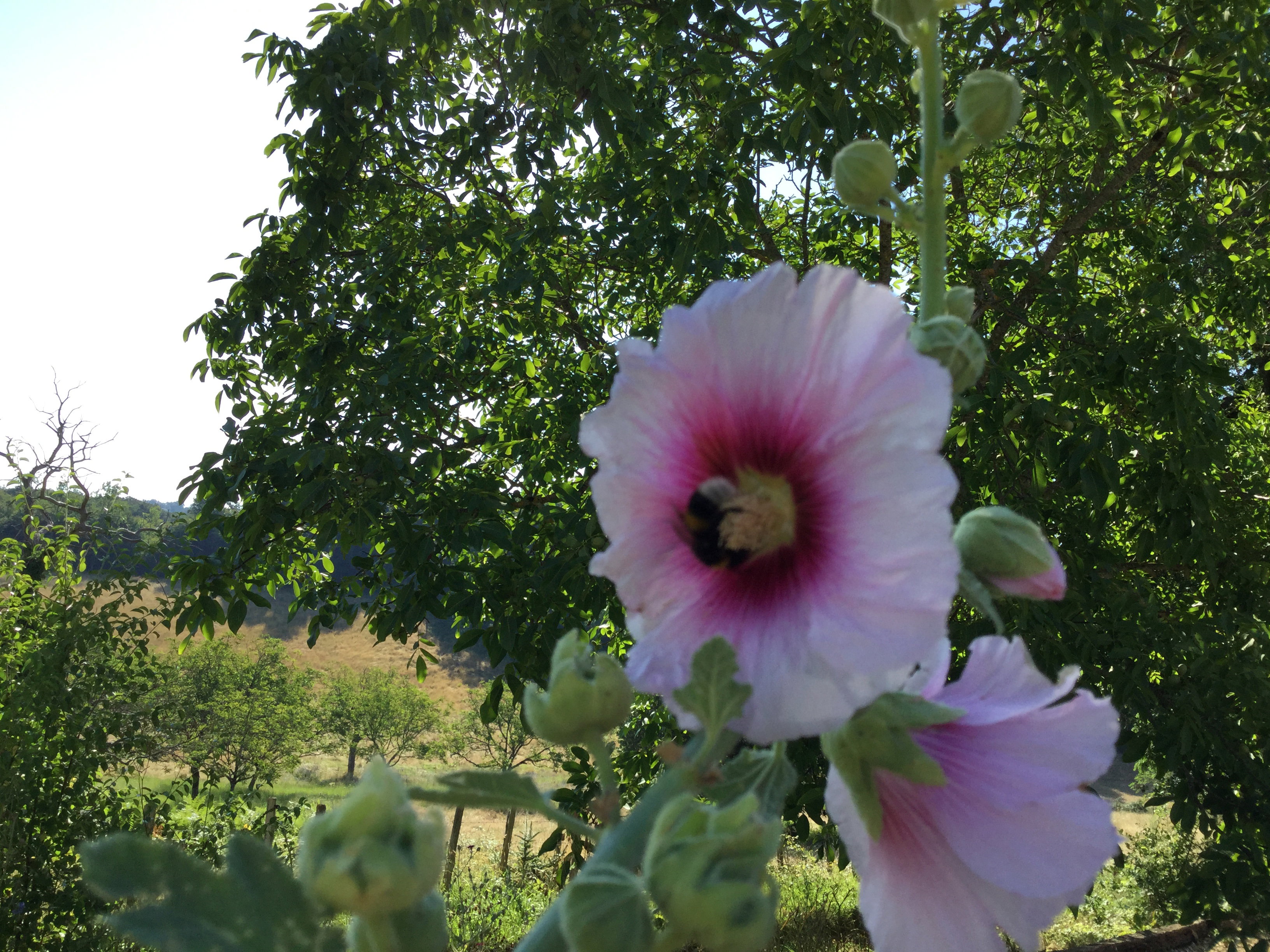 Natuurhuisje in Tourtoirac