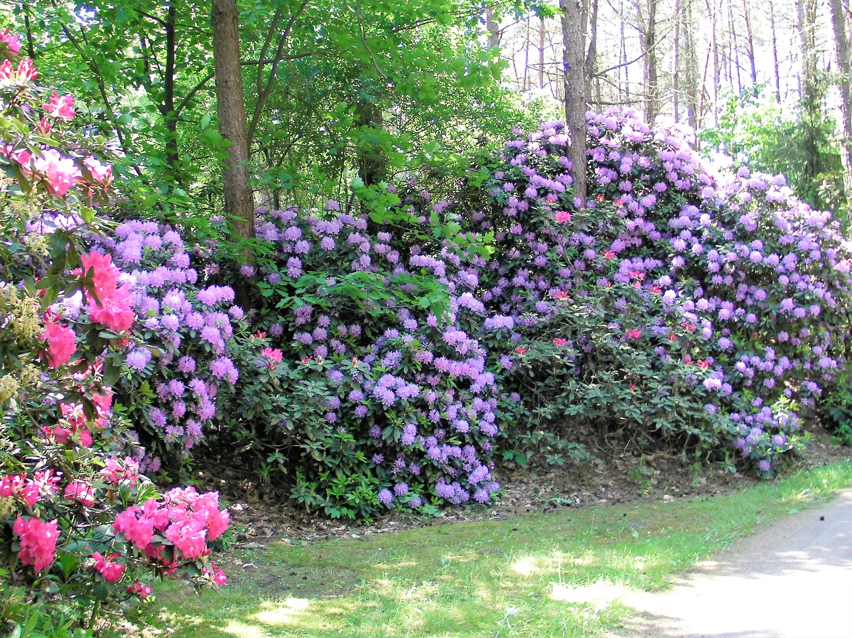 Maison nature à Luyksgestel