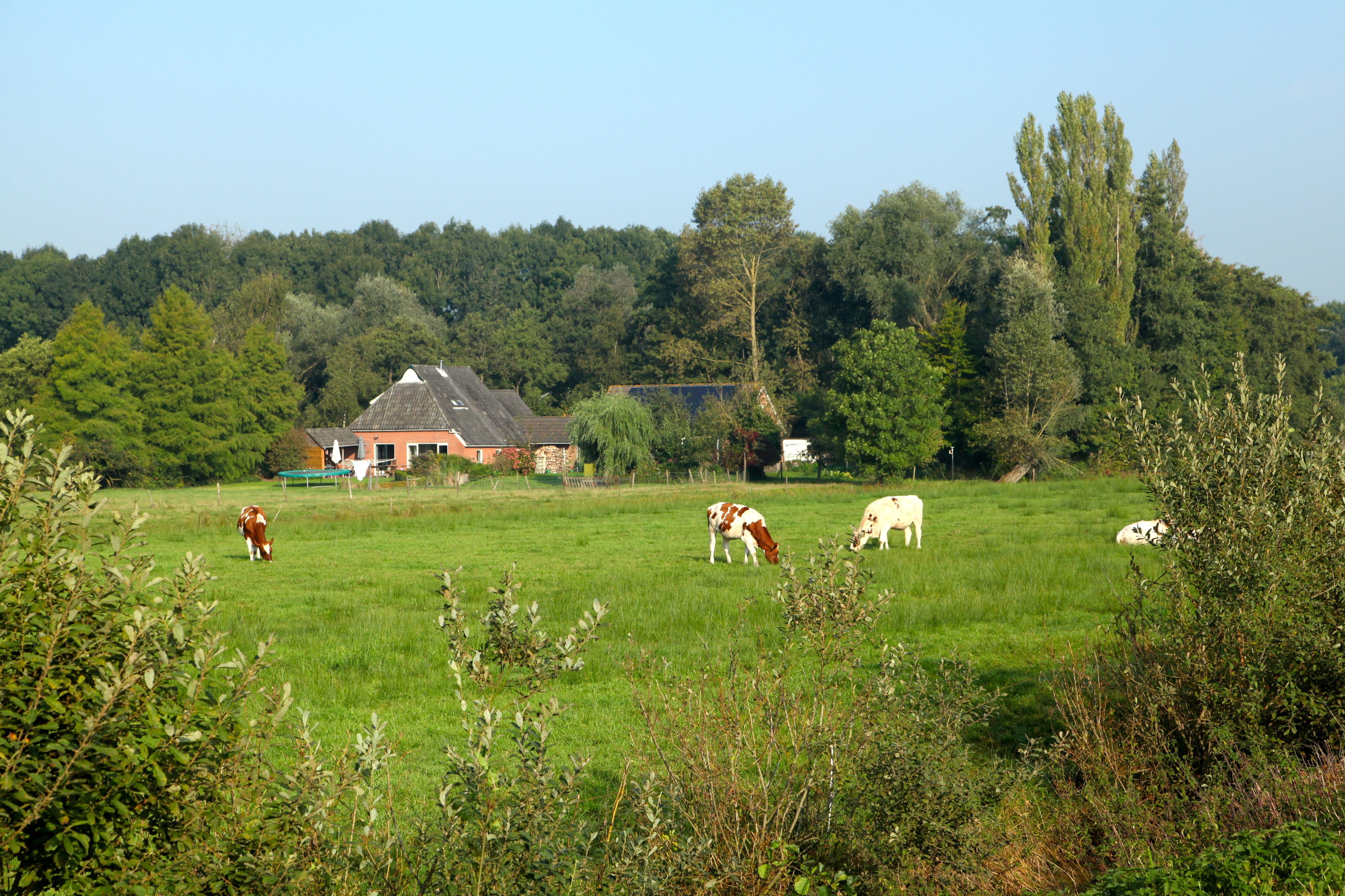 - image: 24