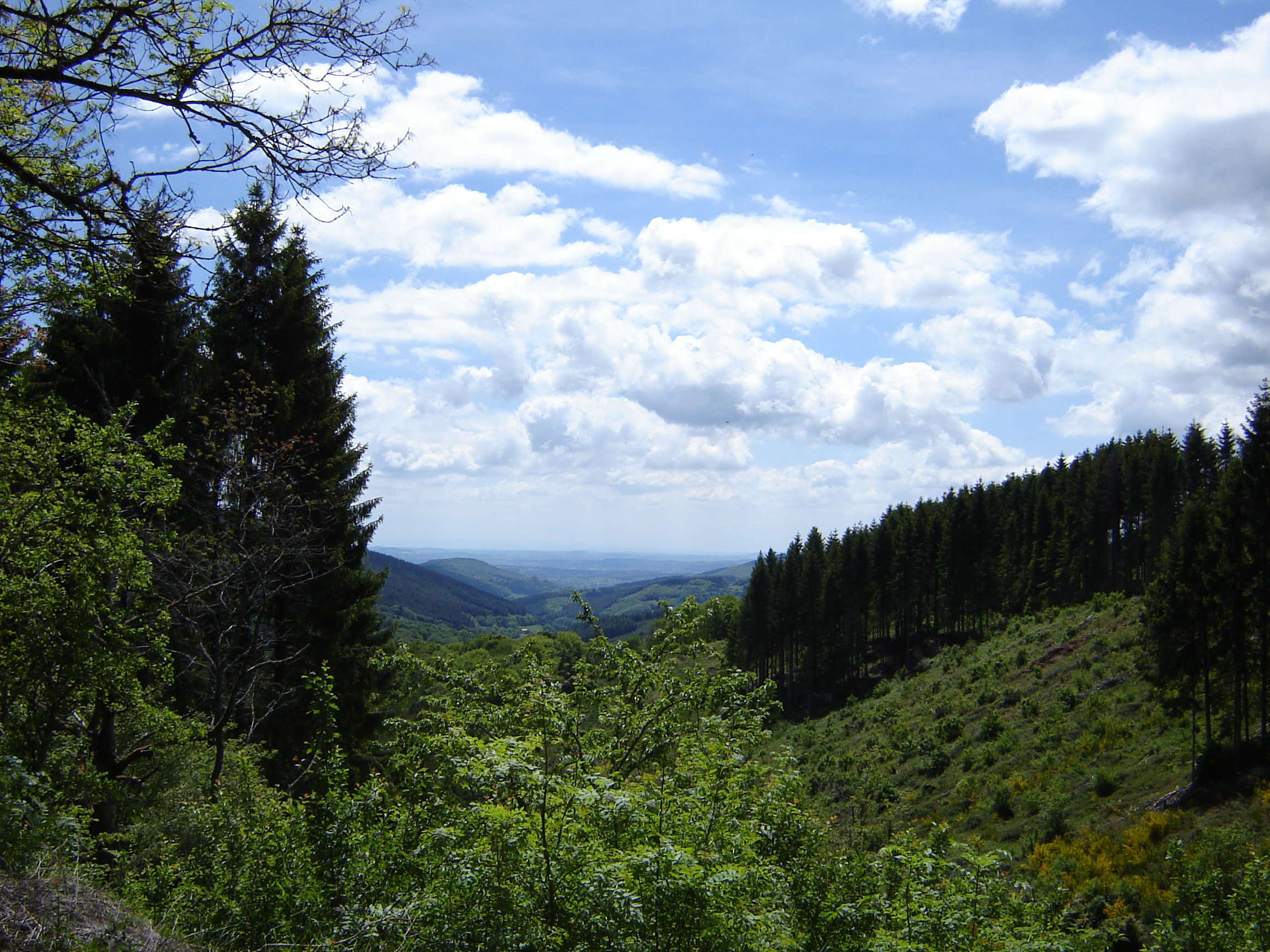 - image: 13