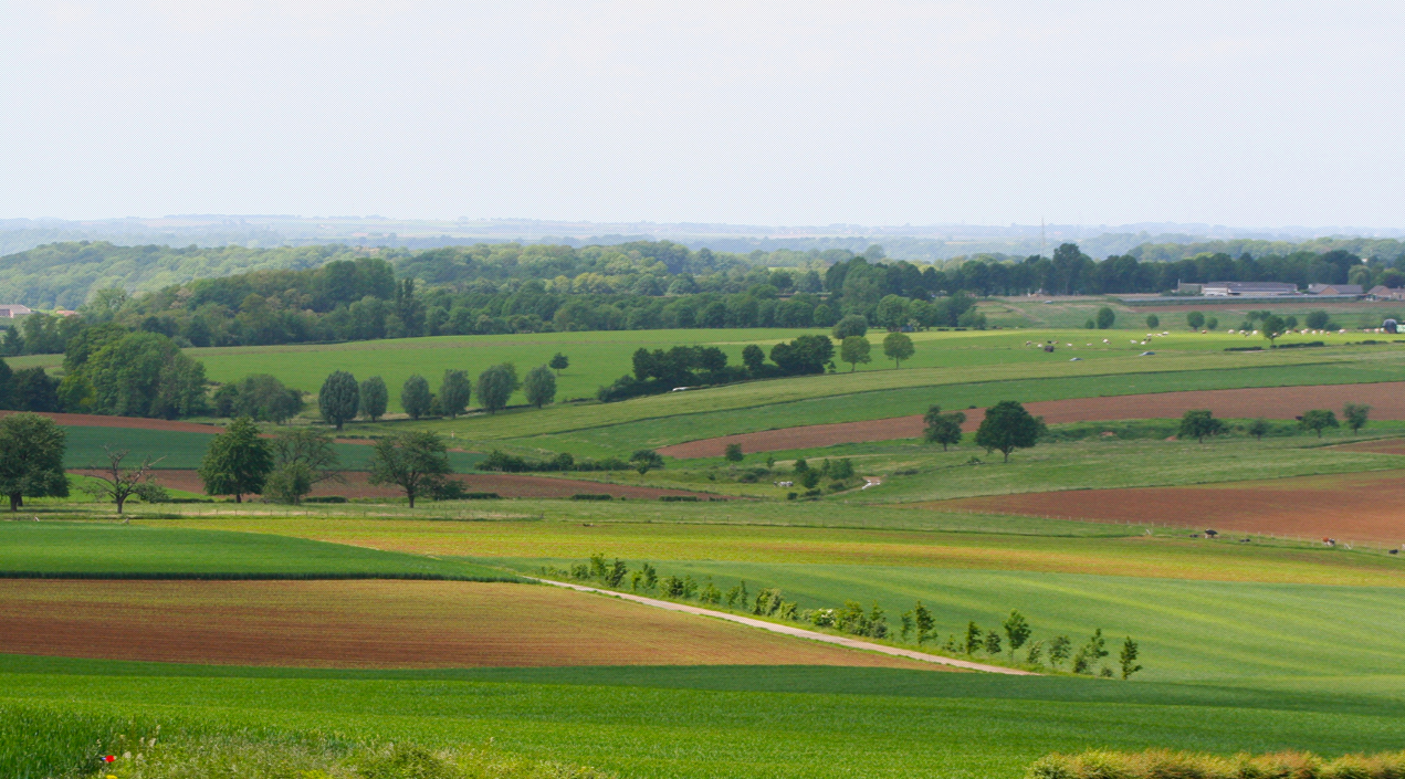 - image: 11