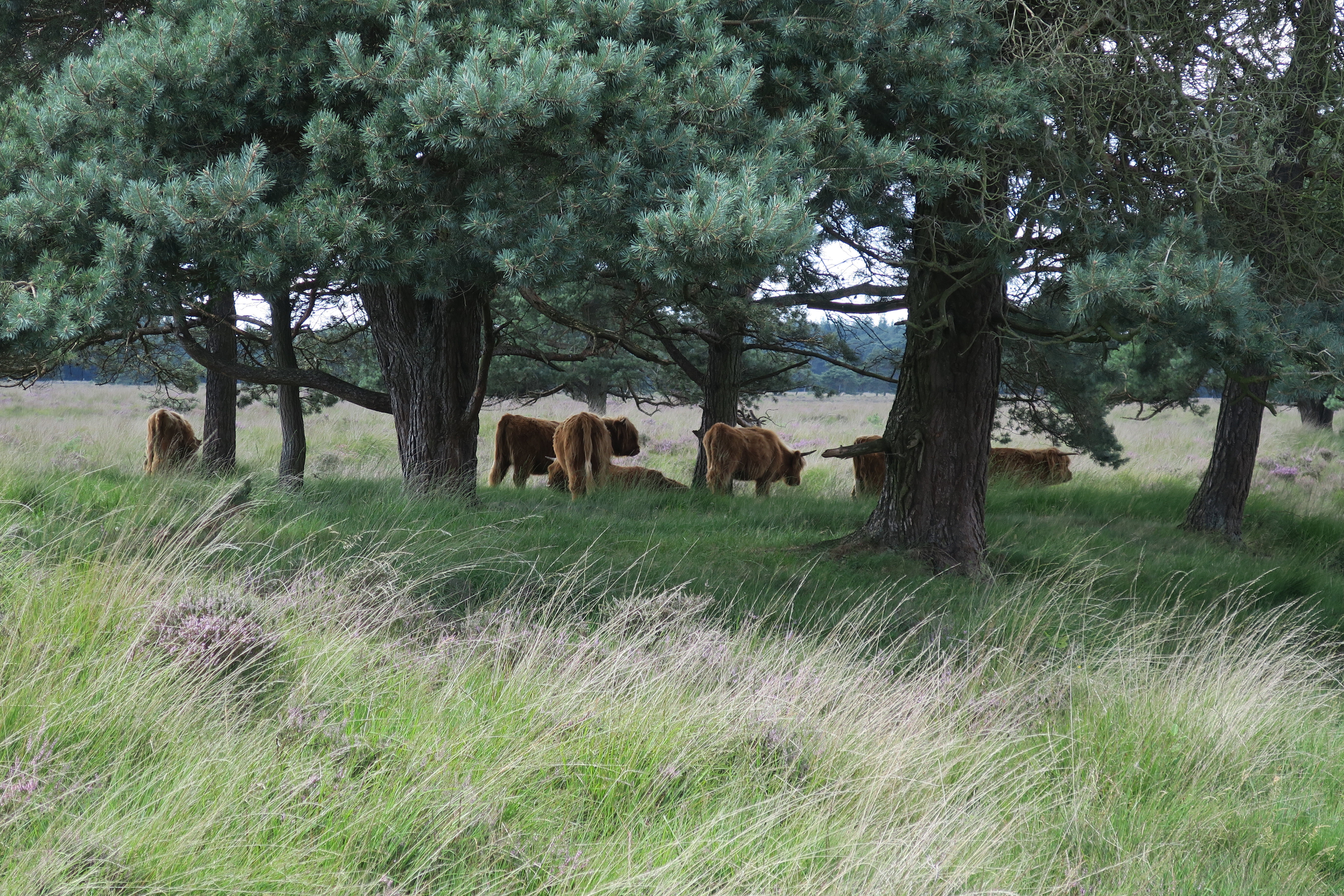 Naturhäuschen in Boijl