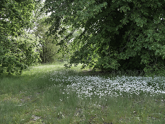 - image: 19