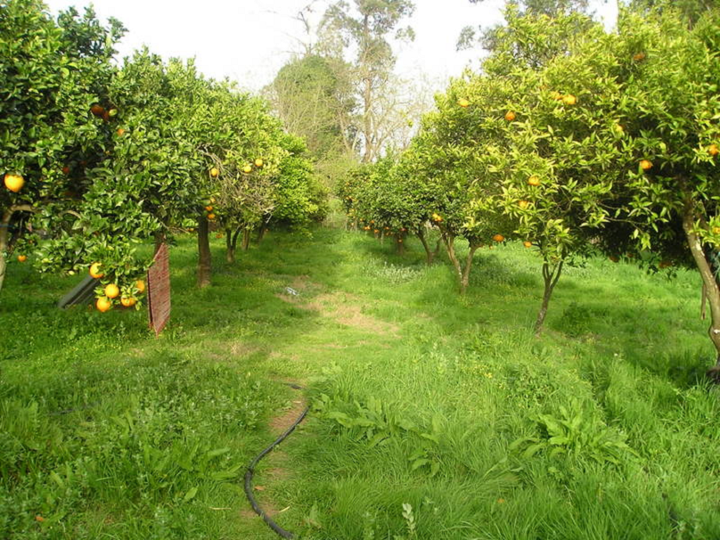 Natuurhuisje in Cercal do Alentejo