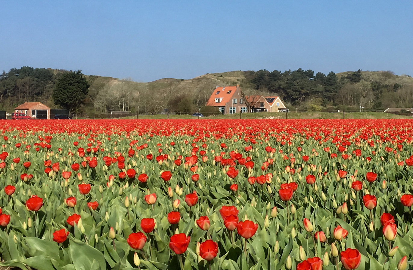 Naturhäuschen in Egmond aan den Hoef