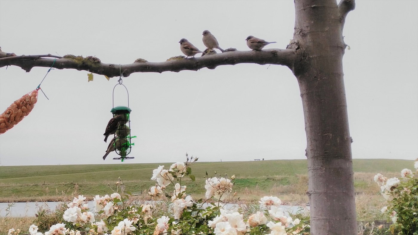 Naturhäuschen in Ellewoutsdijk