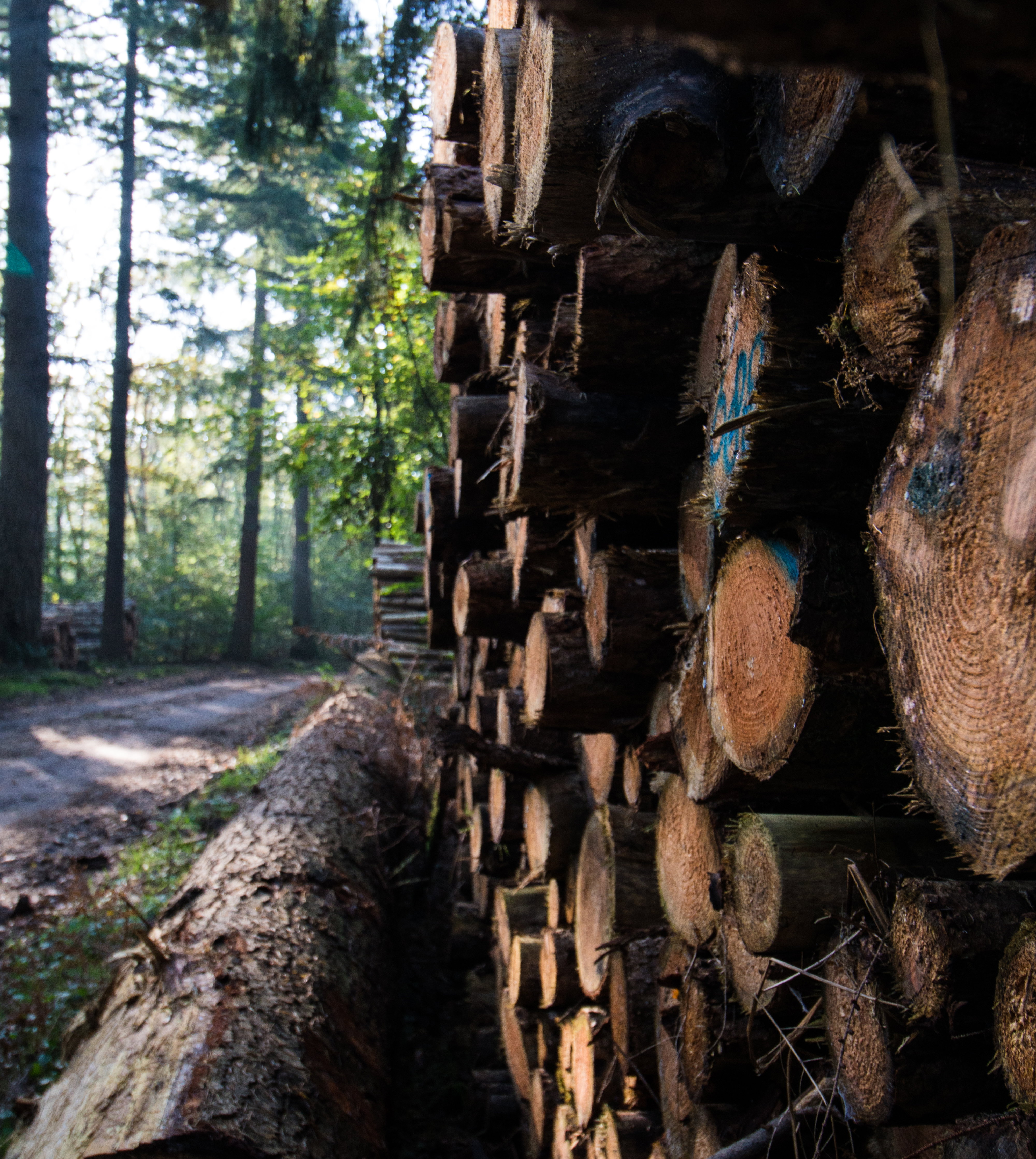 - image: 24