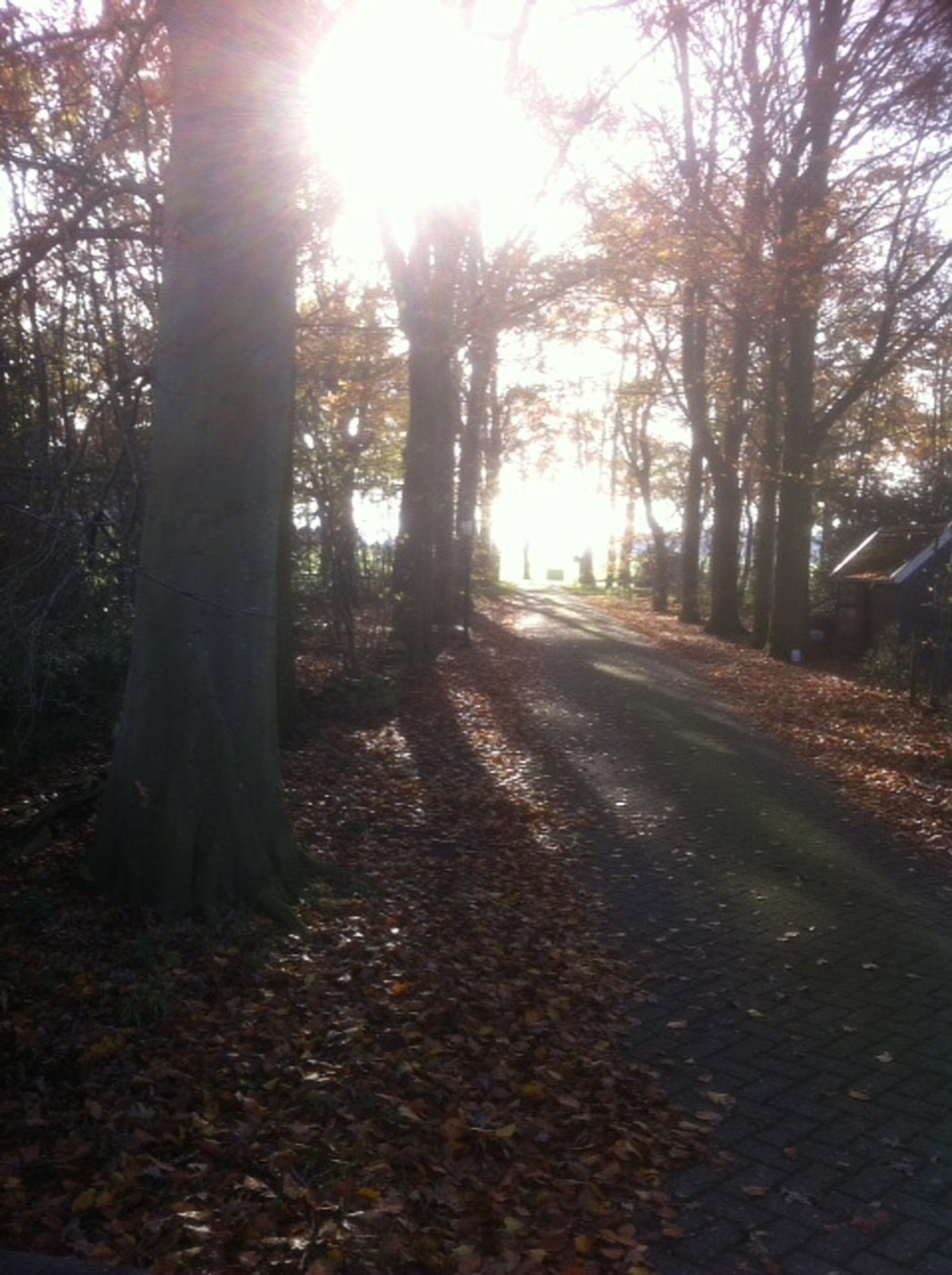 - image: 43