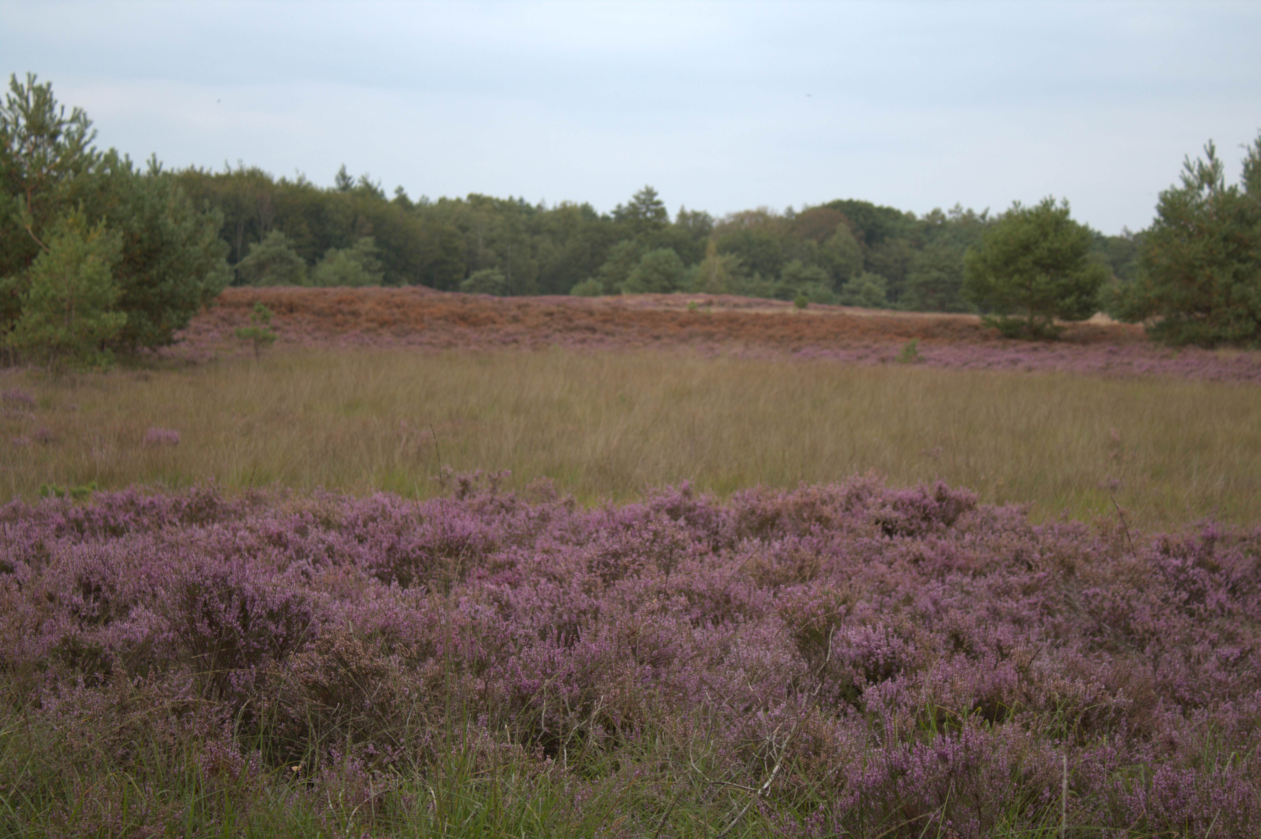 Nature house in Geesbrug (vlakbij Gees)