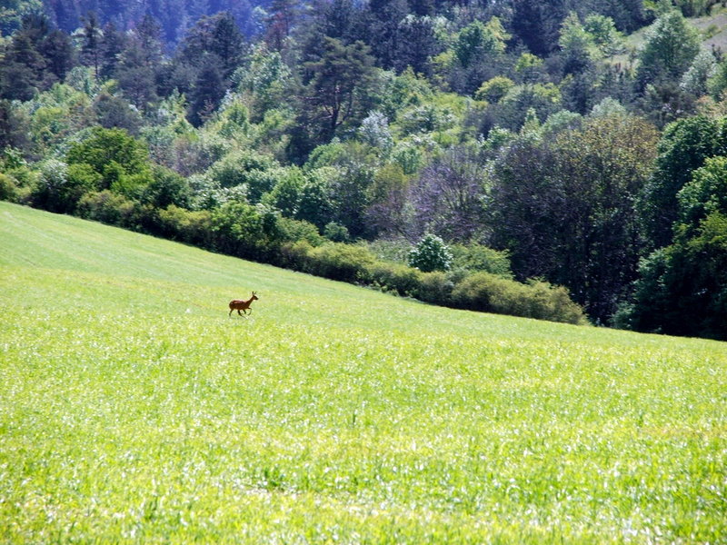 Natuurhuisje in Brezova pod Bradlom