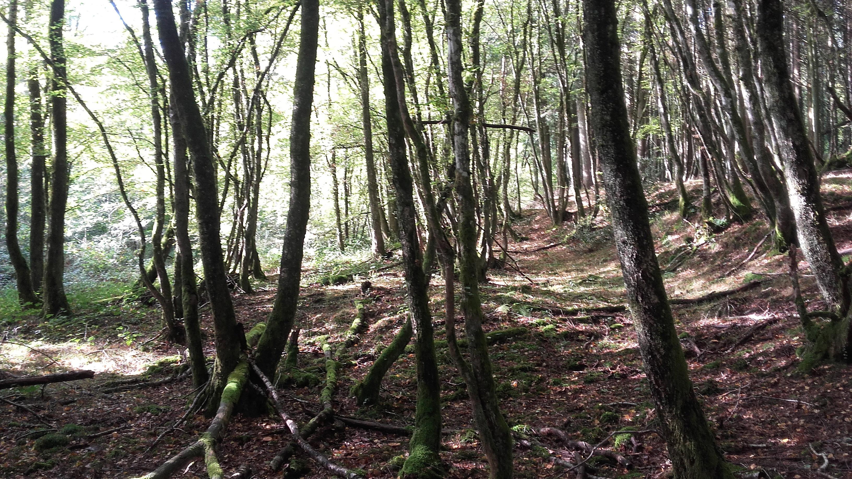 Naturhäuschen in CRUX LA VILLE
