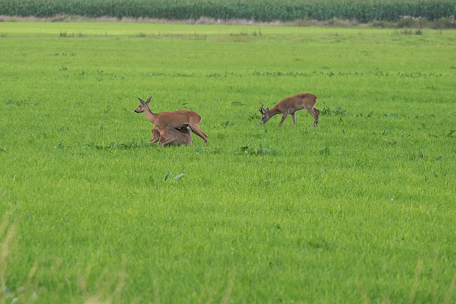 - image: 19