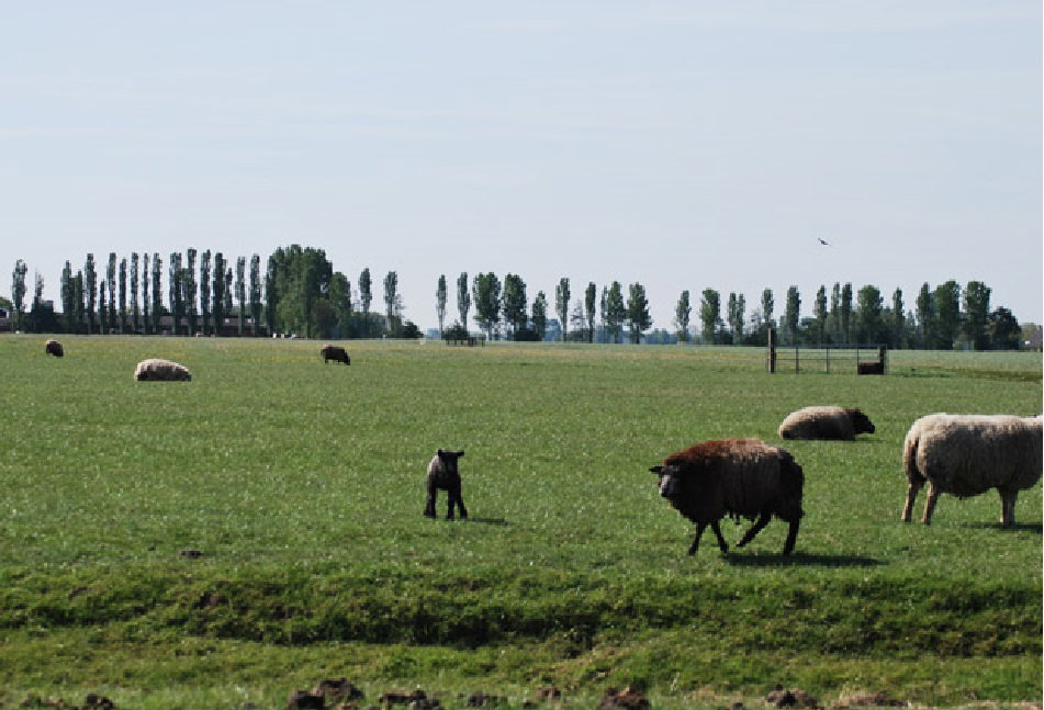 Naturhäuschen in Kollumerpomp