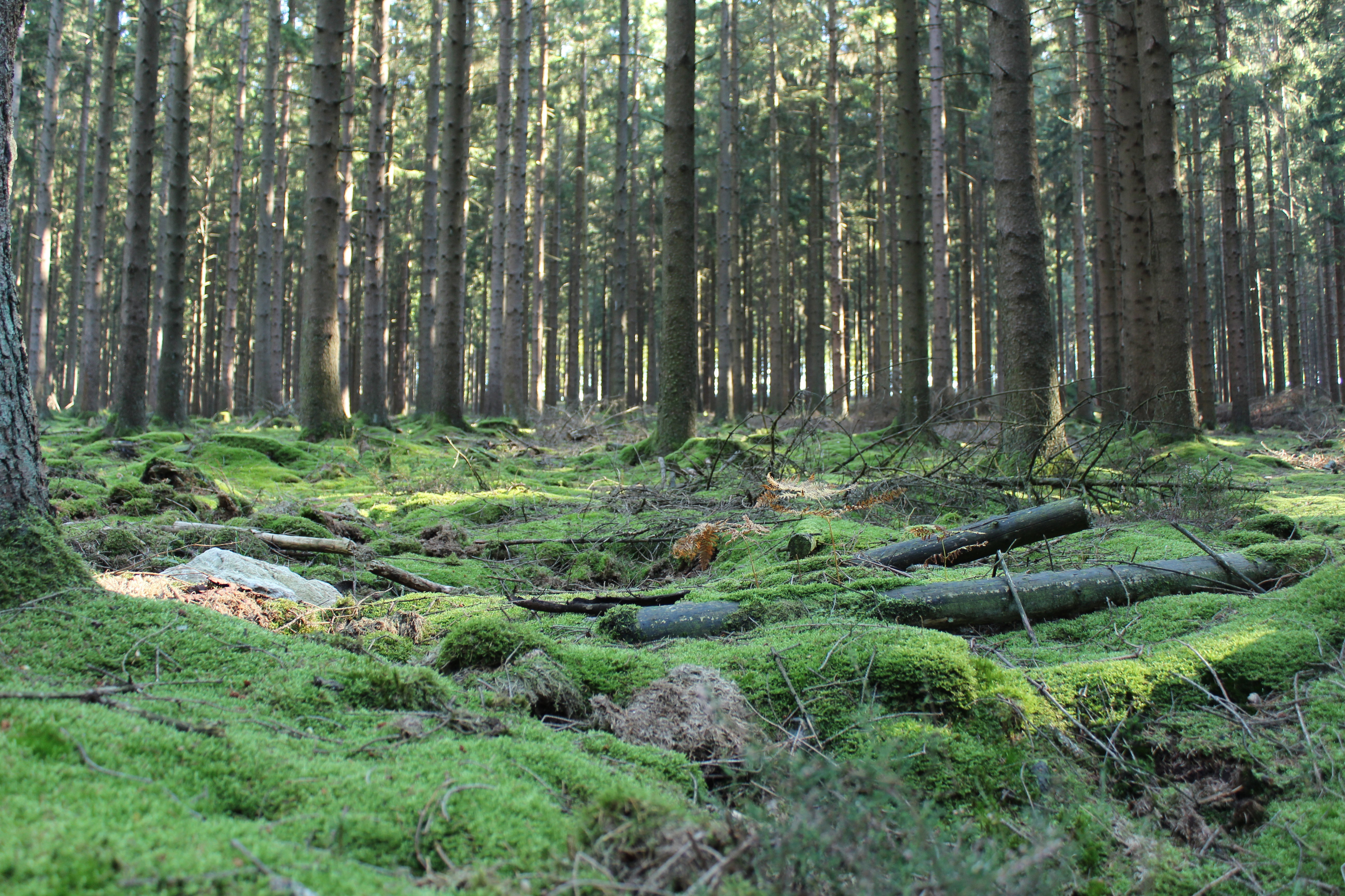 Natuurhuisje in Viroinval
