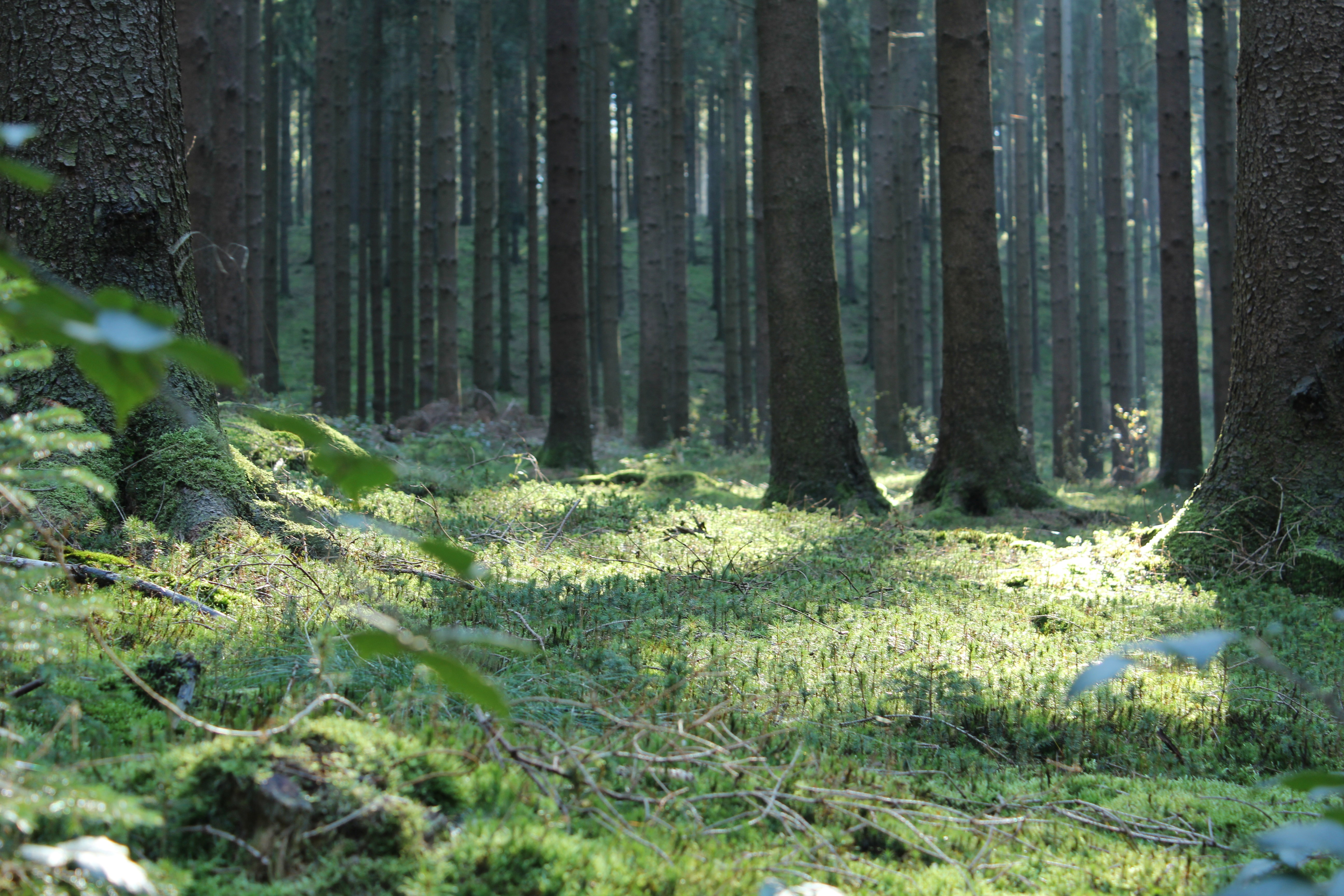 Natuurhuisje in Viroinval