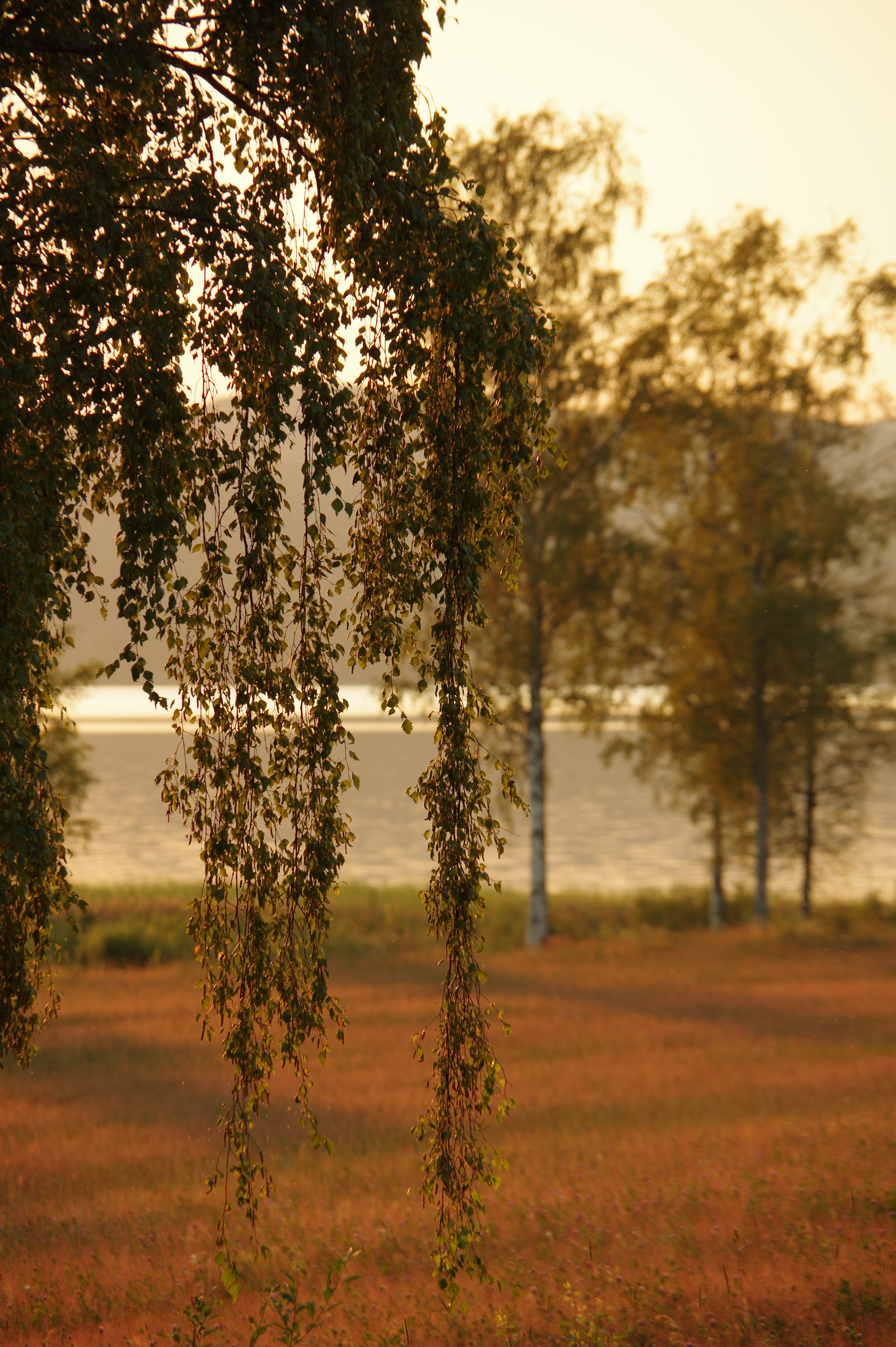 - image: 22