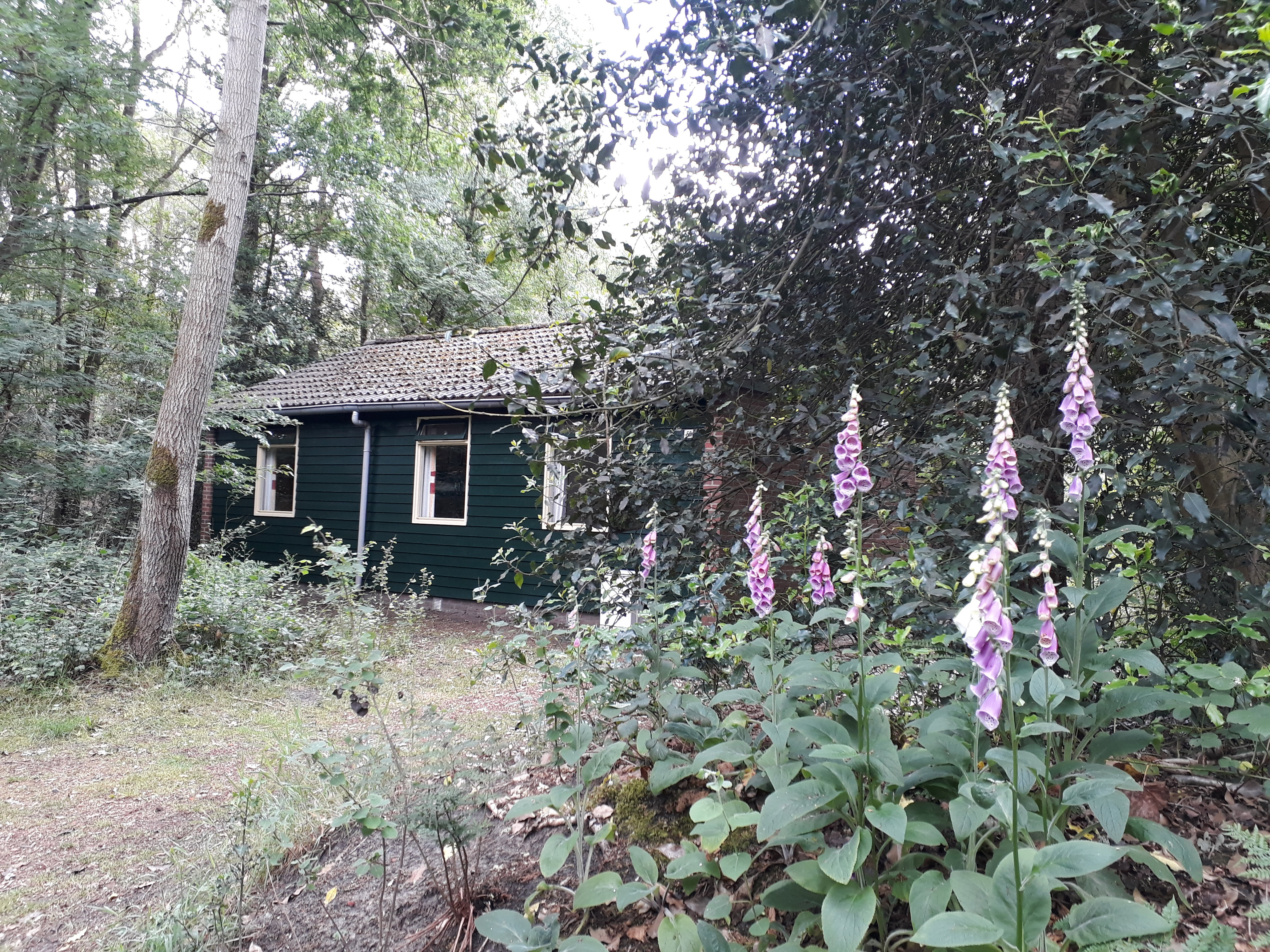 Maison nature à Ruinen