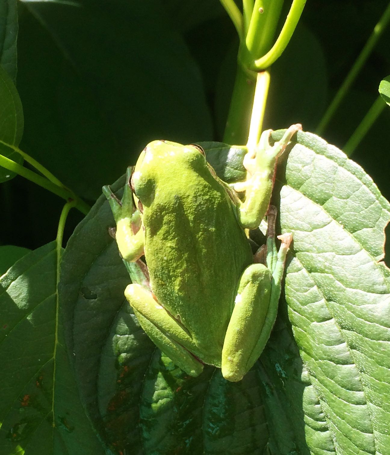 Naturhäuschen in Malleret-Boussac