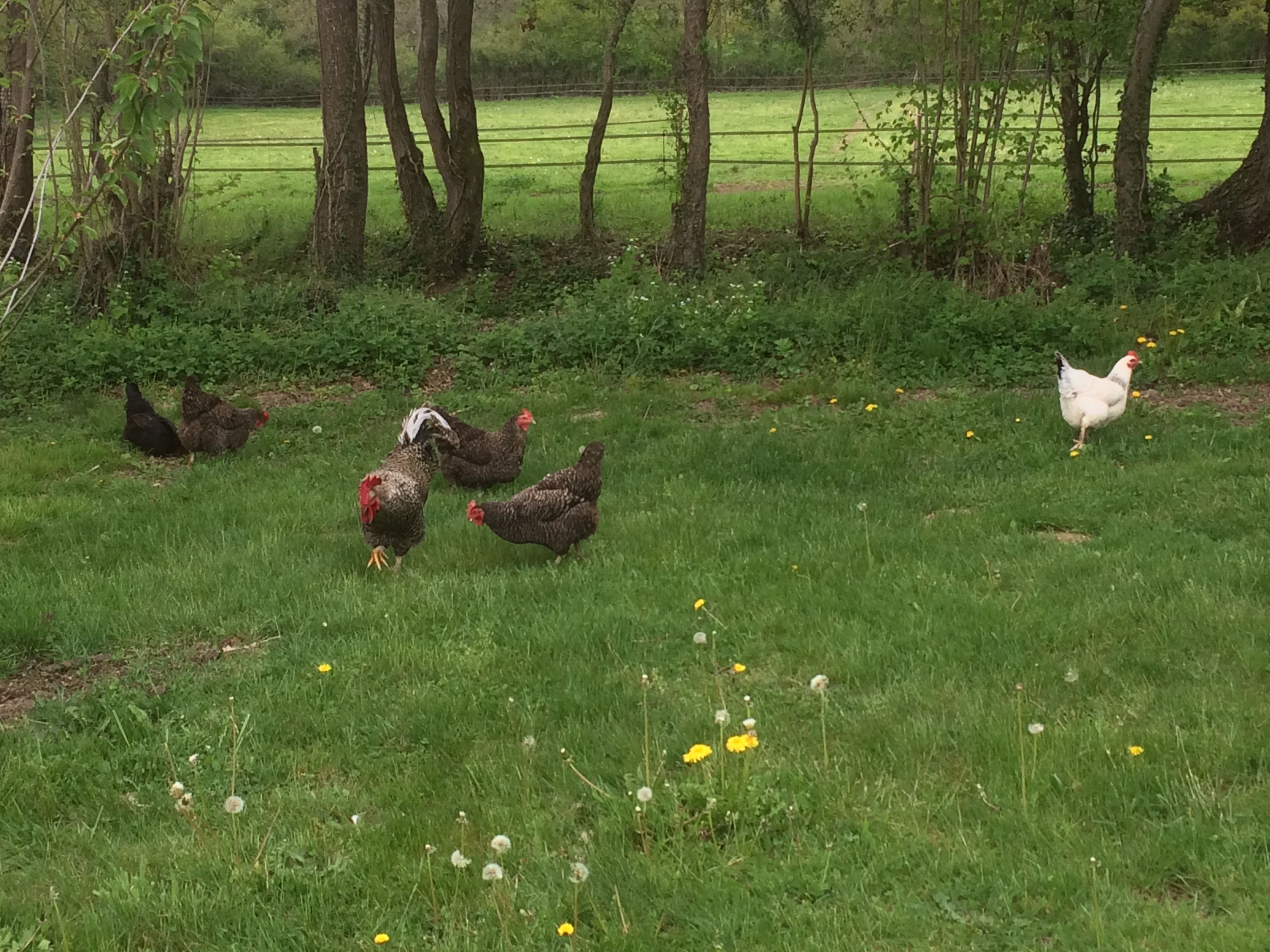 Naturhäuschen in Malleret-Boussac