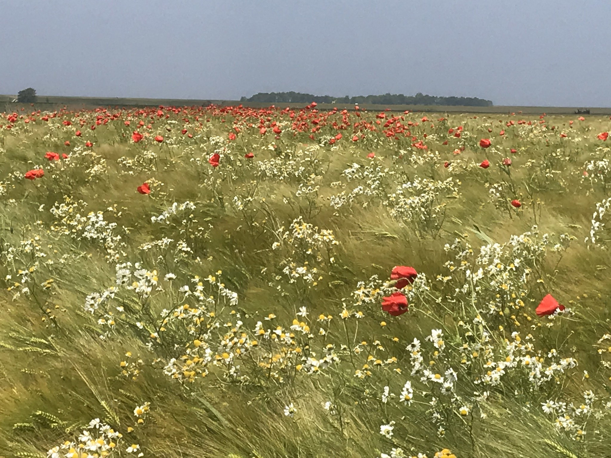 - image: 40