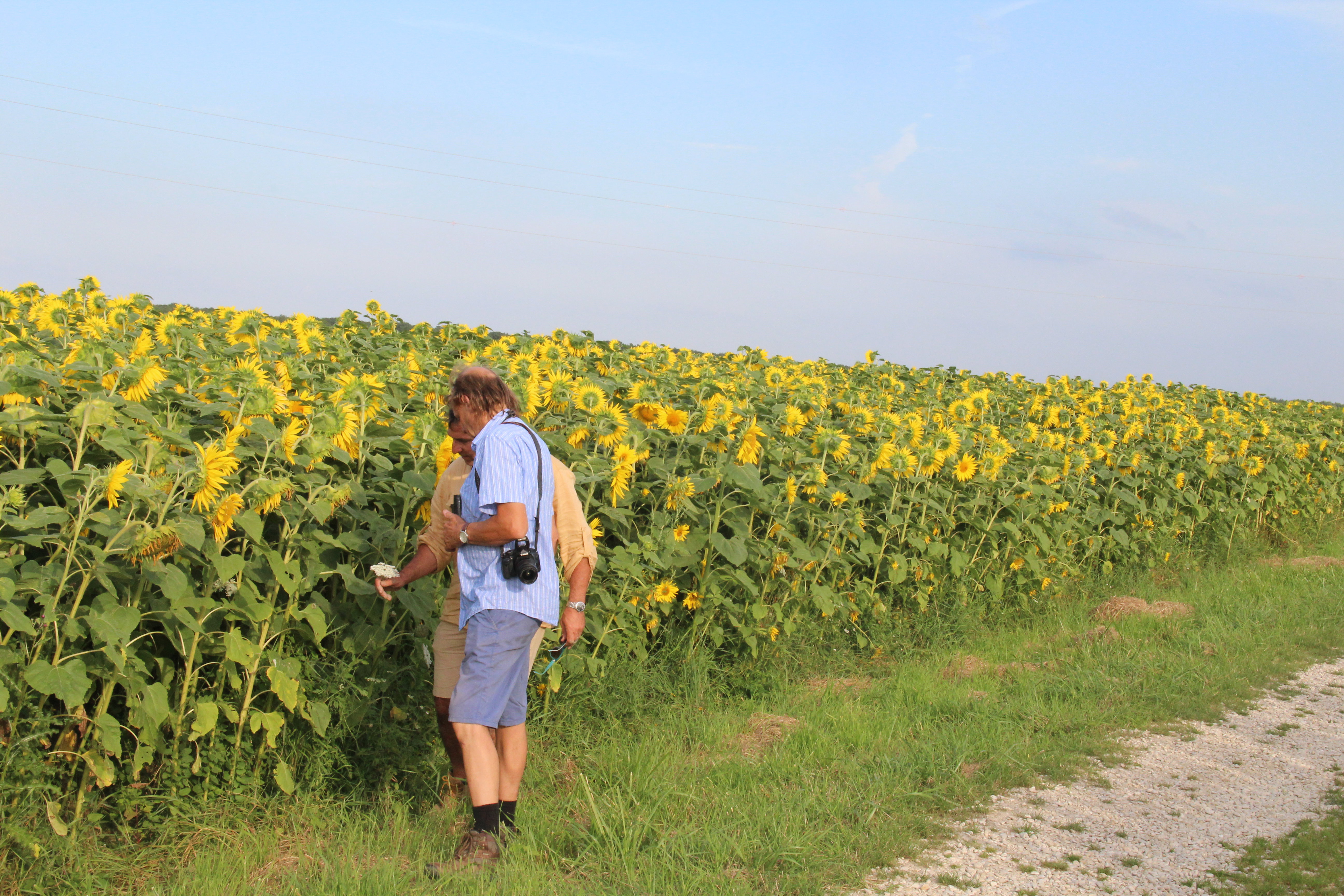 Naturhäuschen in Giffaumont-Champaubert