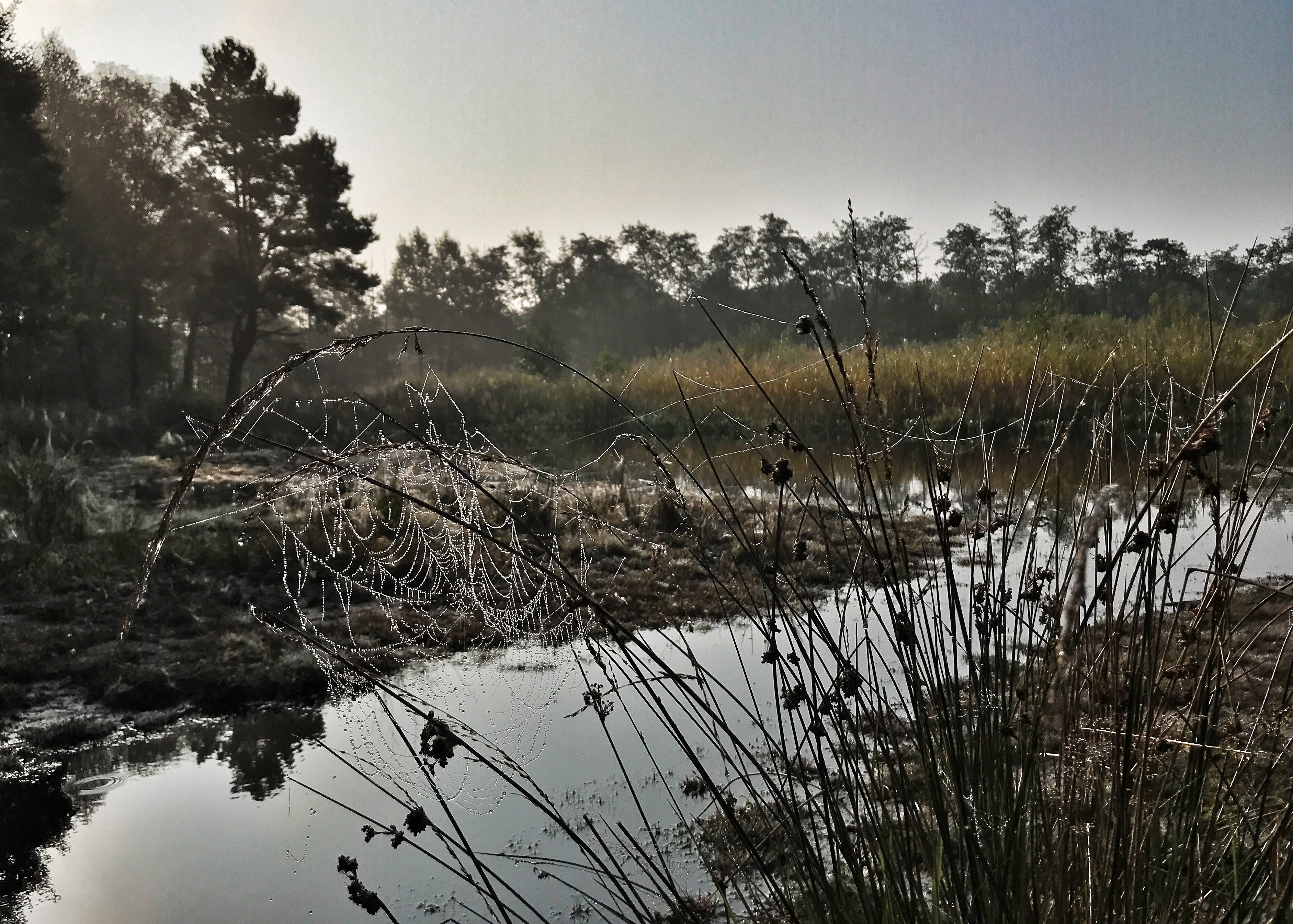 Maison nature à Wijnjewoude