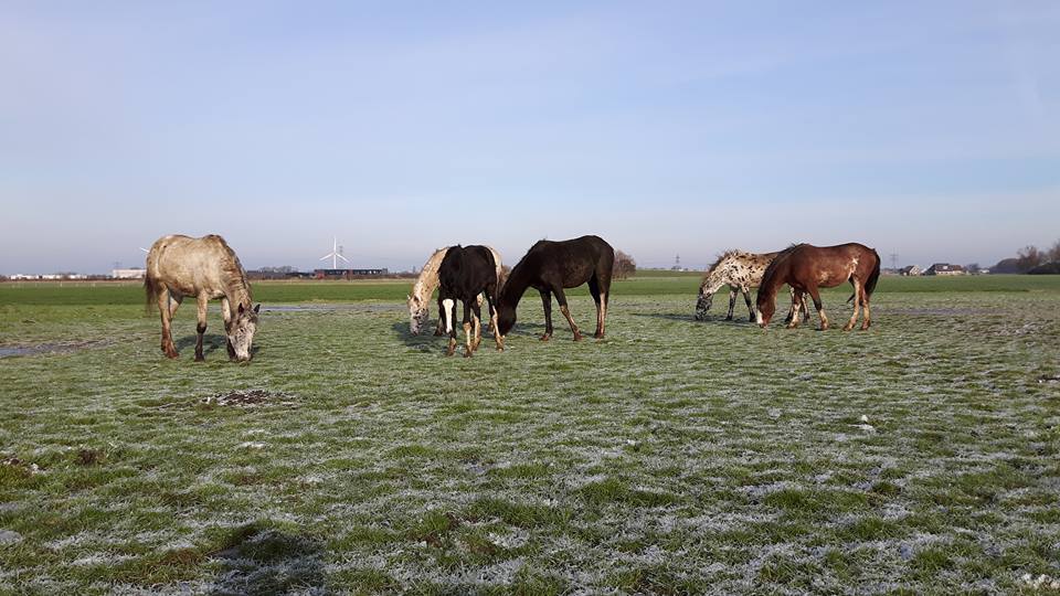 Naturhäuschen in Hitzum
