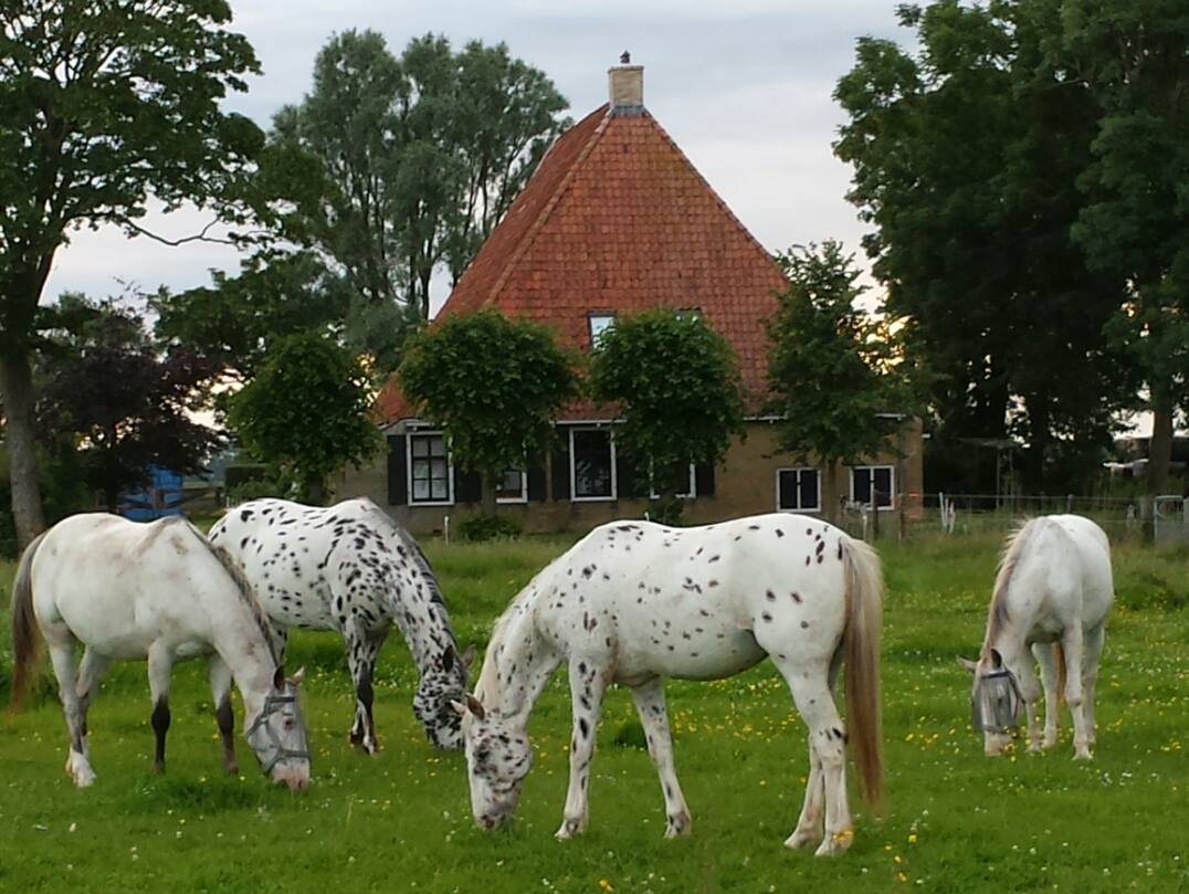 Naturhäuschen in Hitzum