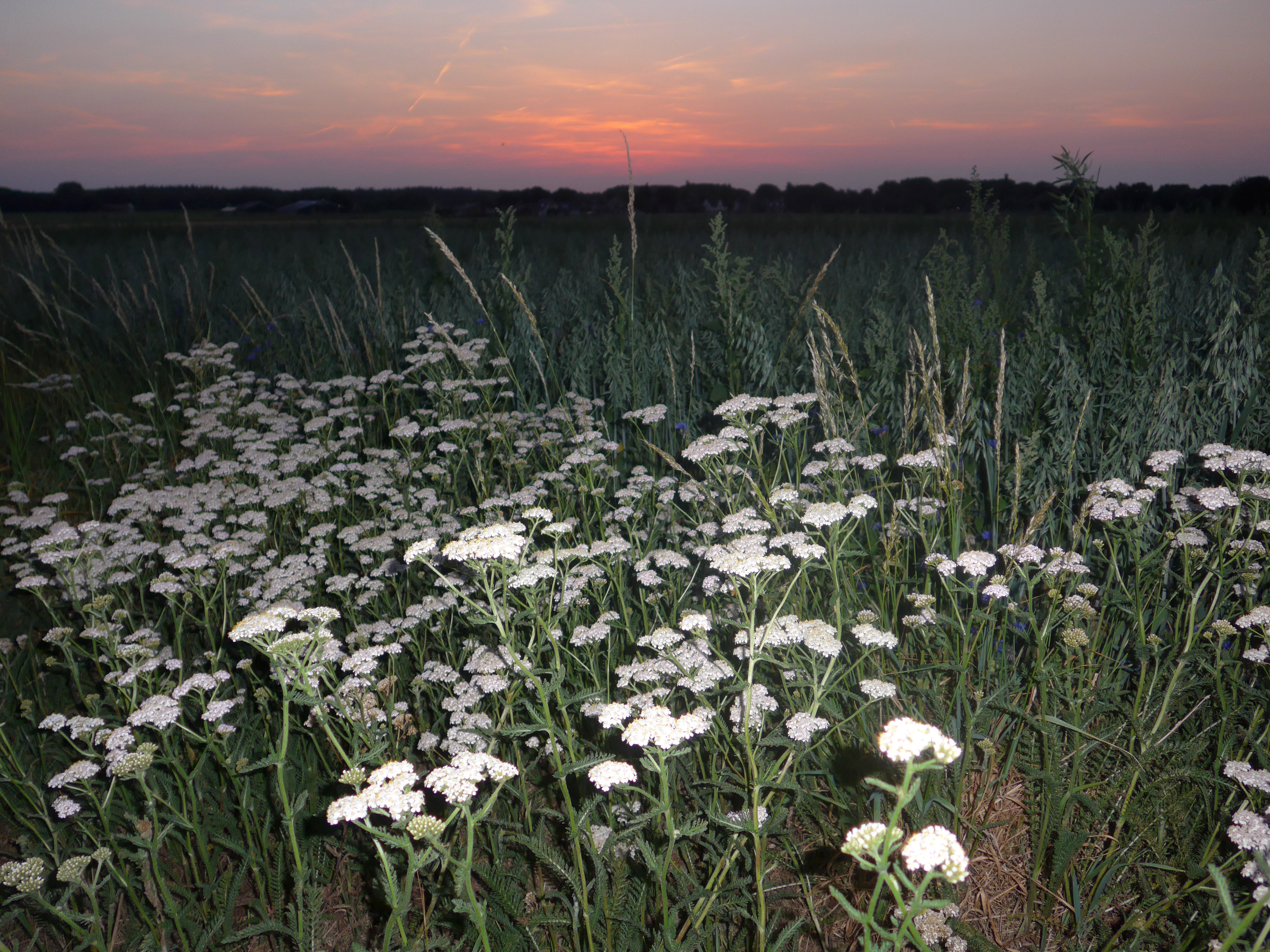 - image: 28