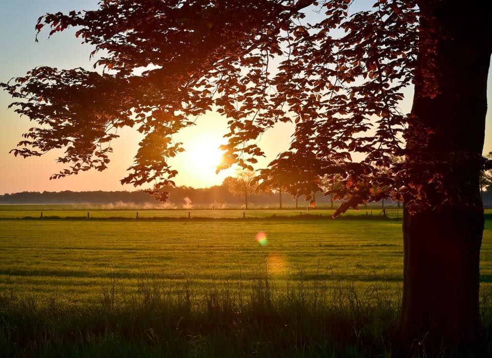 - image: 11