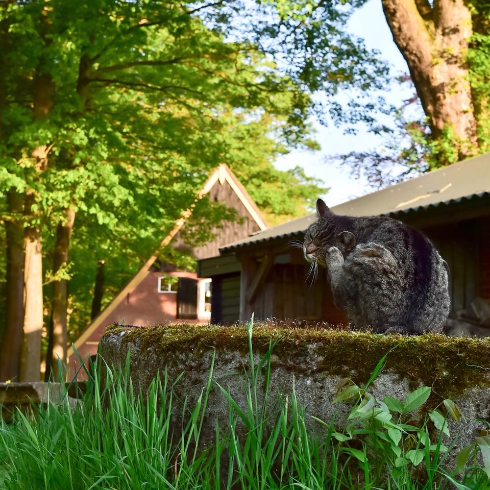 Maison nature à Diepenheim