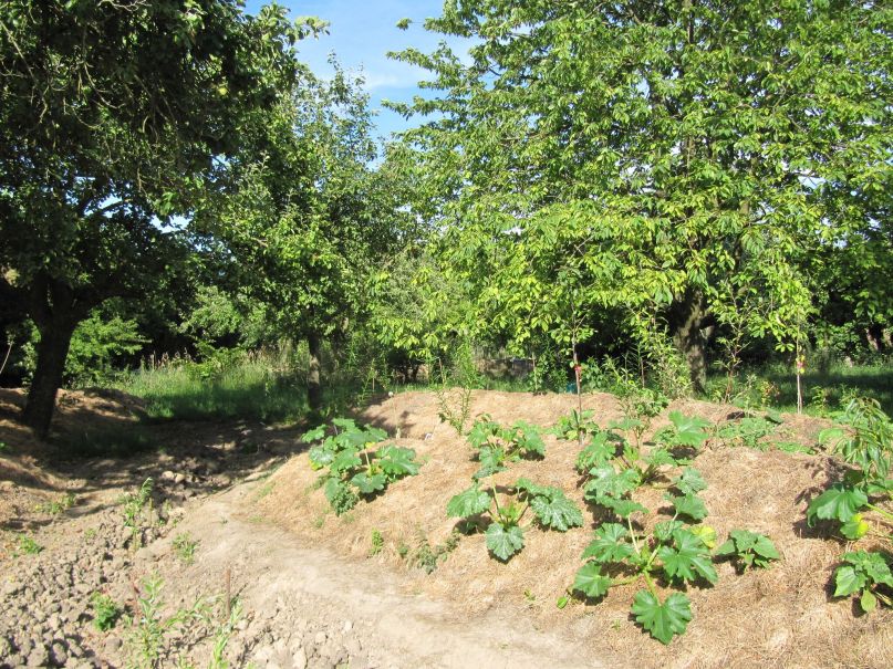 Maison nature à Graauw