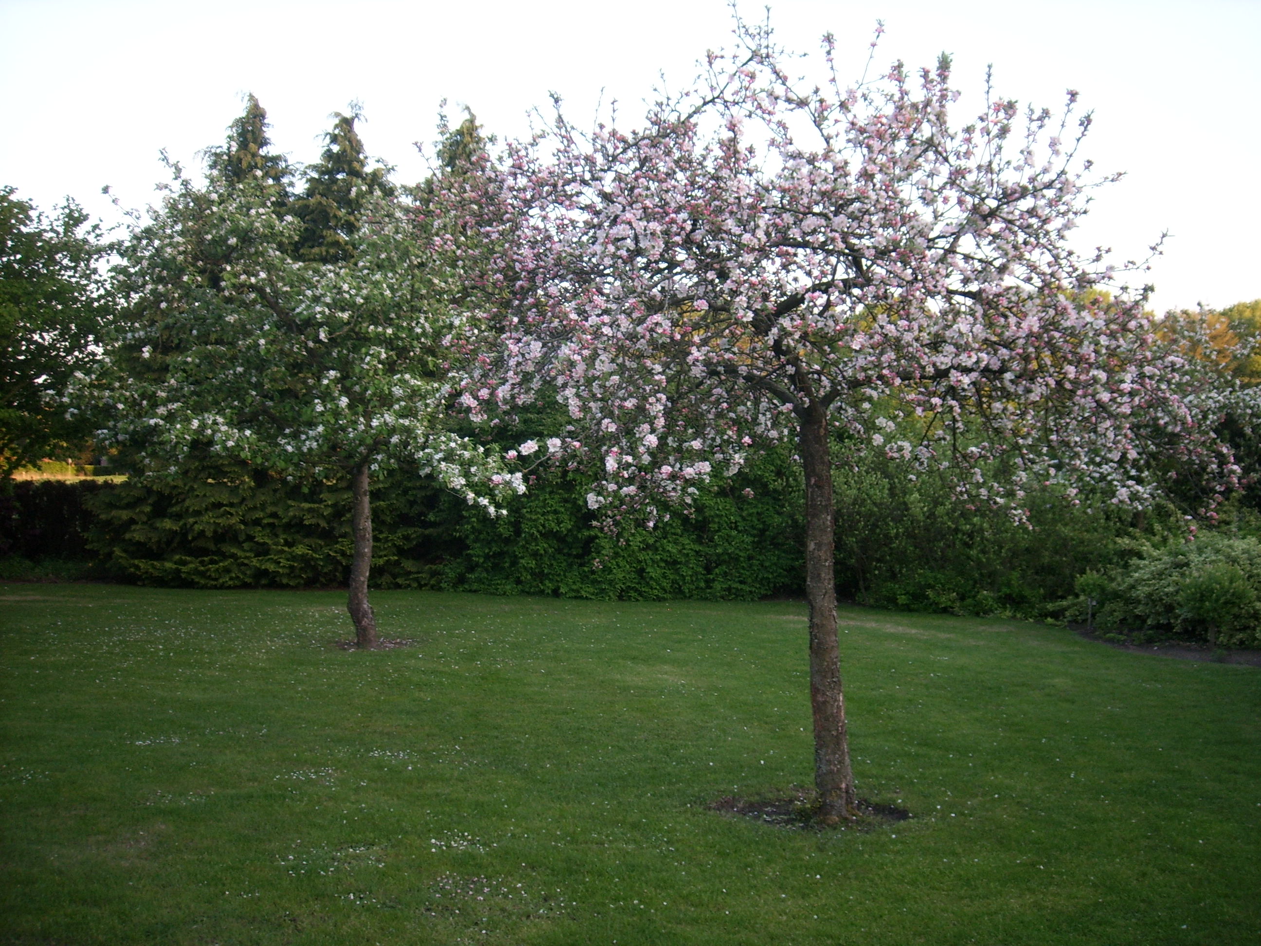 - image: 12
