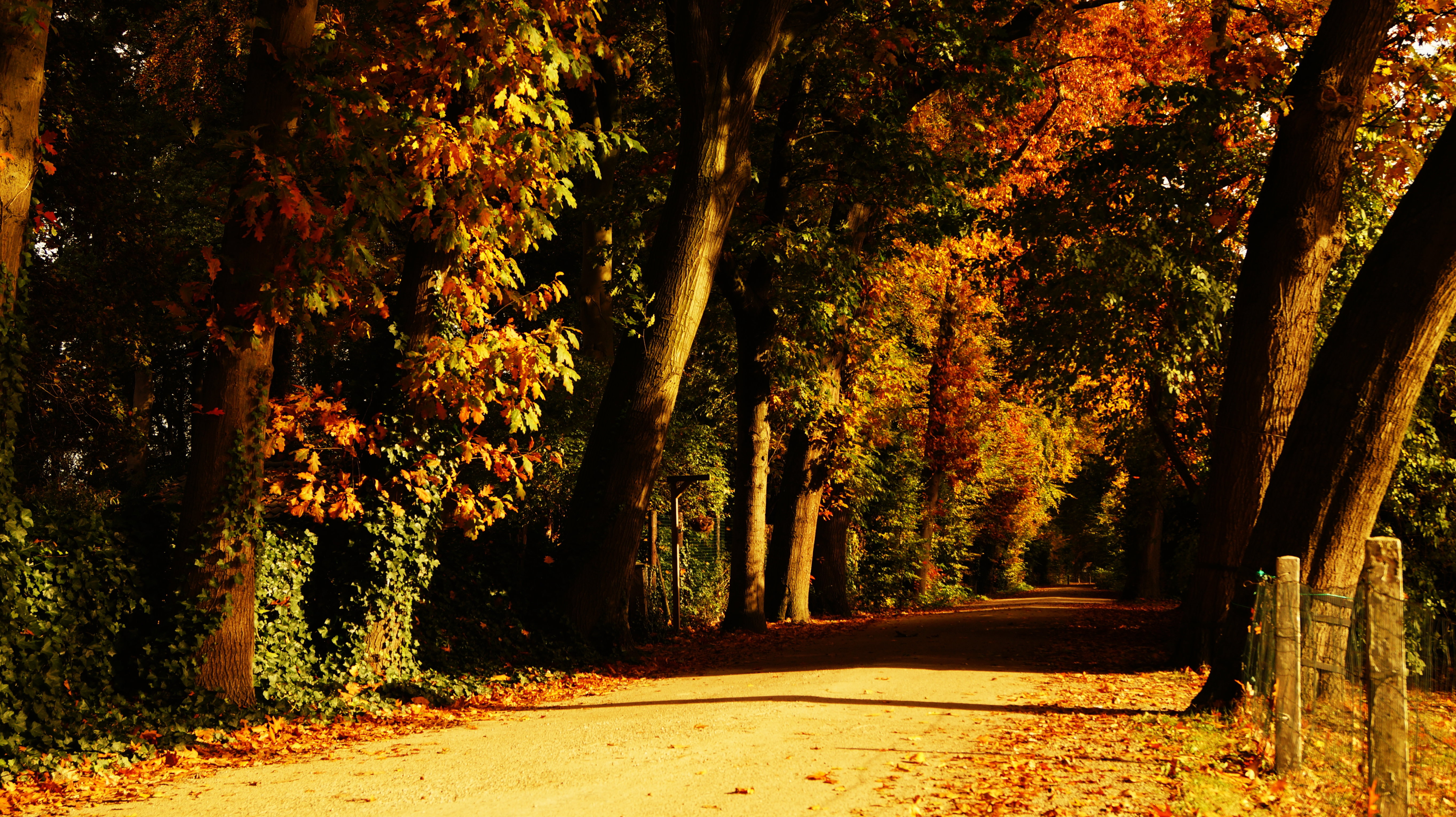 - image: 55