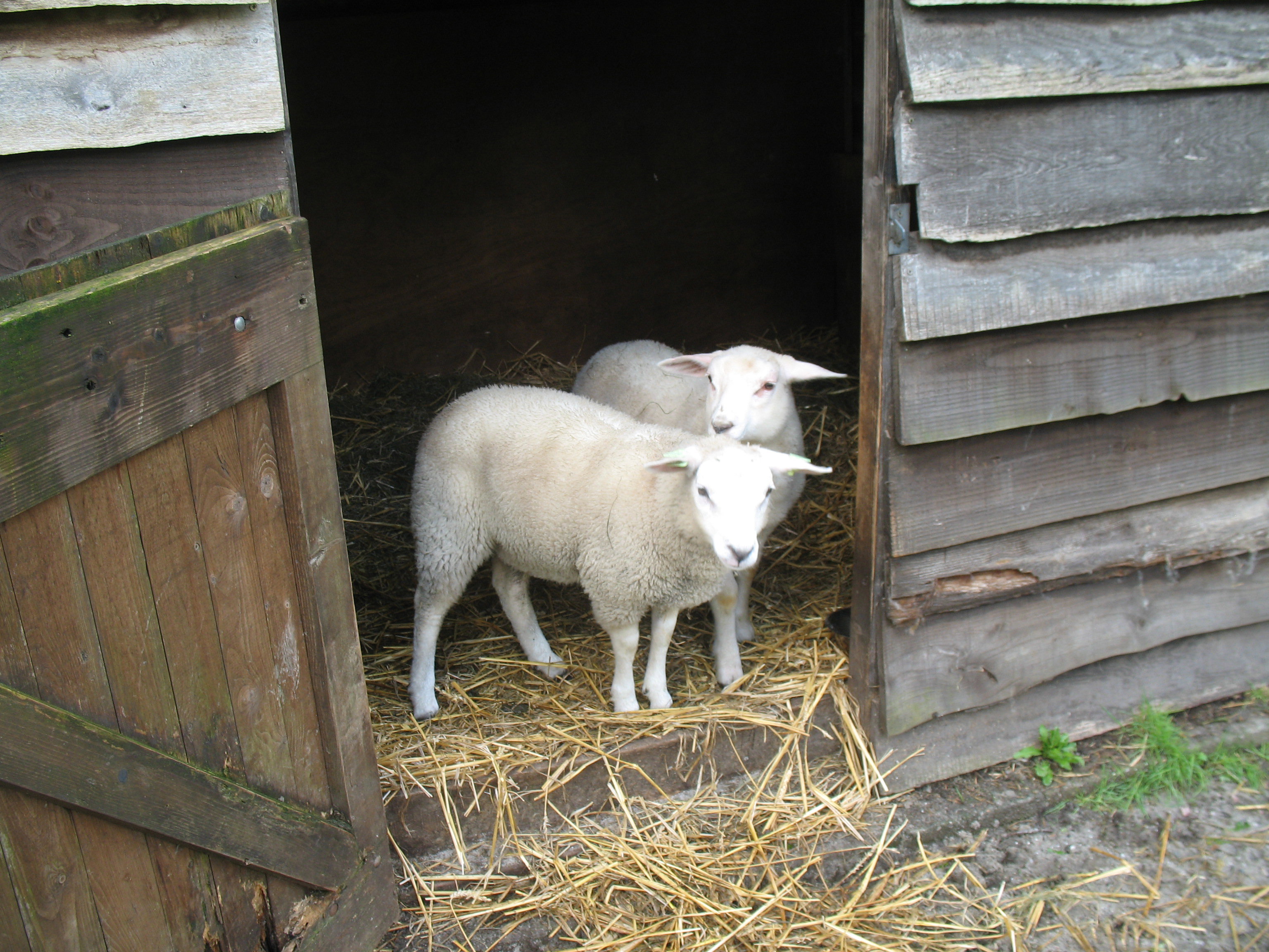 Natuurhuisje in Putten