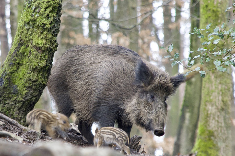 Naturhäuschen in Somme-Leuze