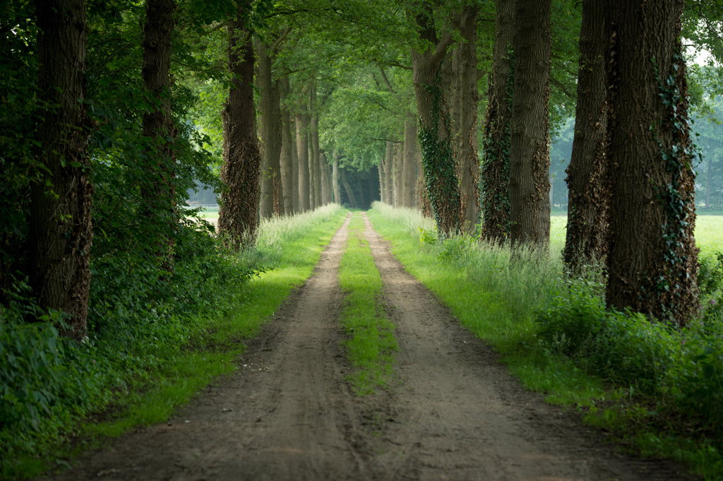 - image: 25