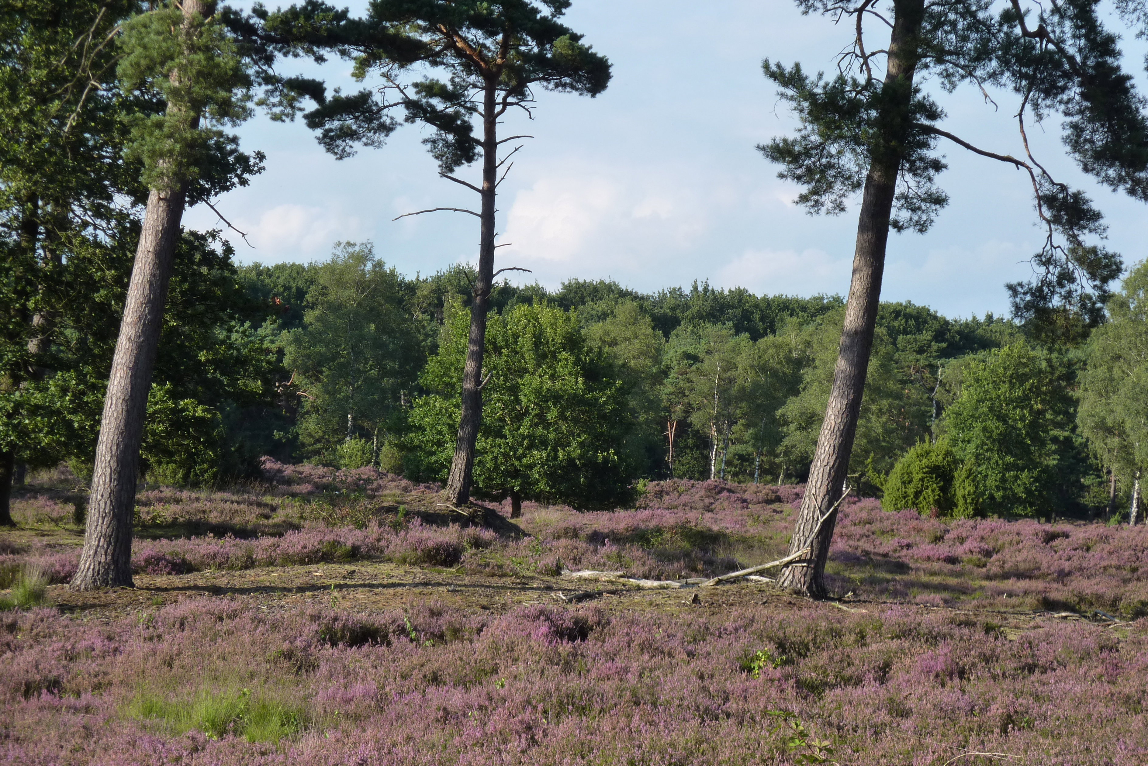 - image: 19