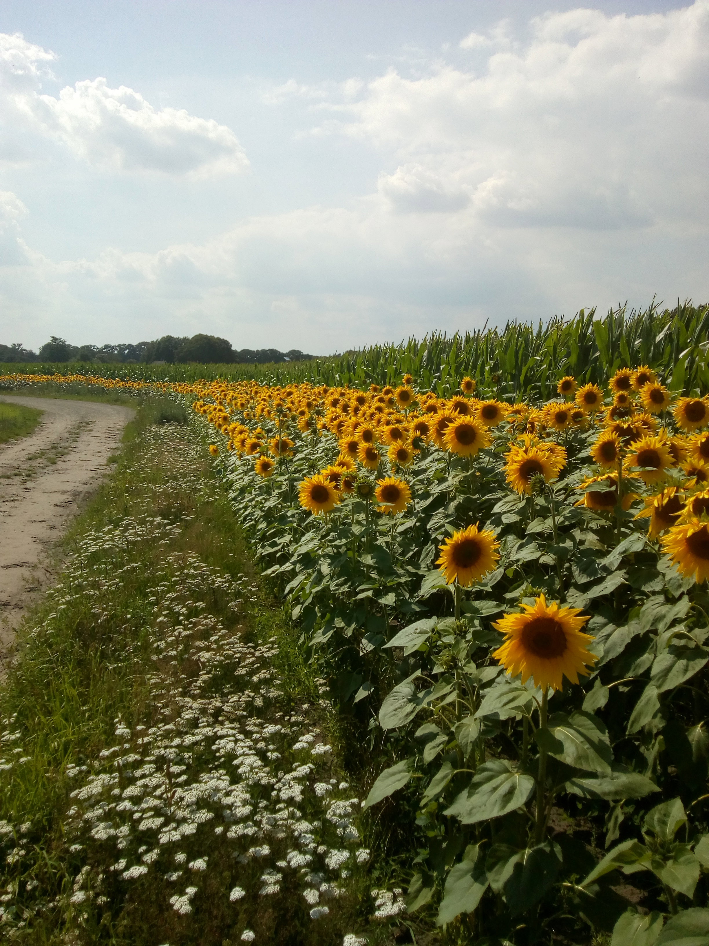 - image: 27