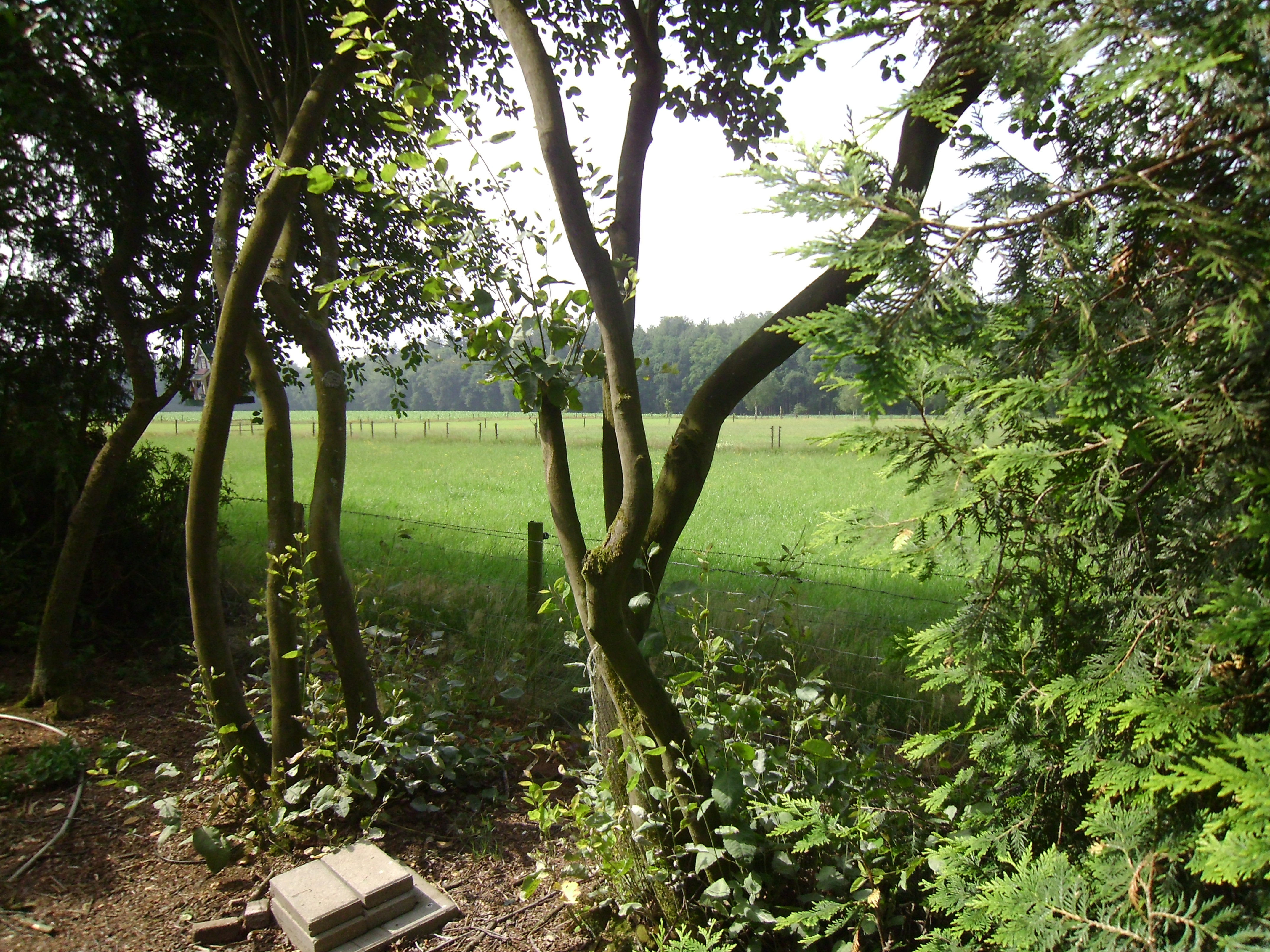 - image: 12