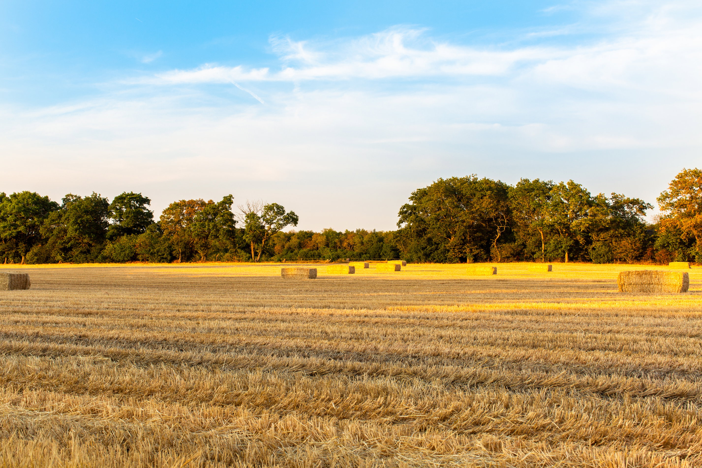 Maison nature à Wapserveen